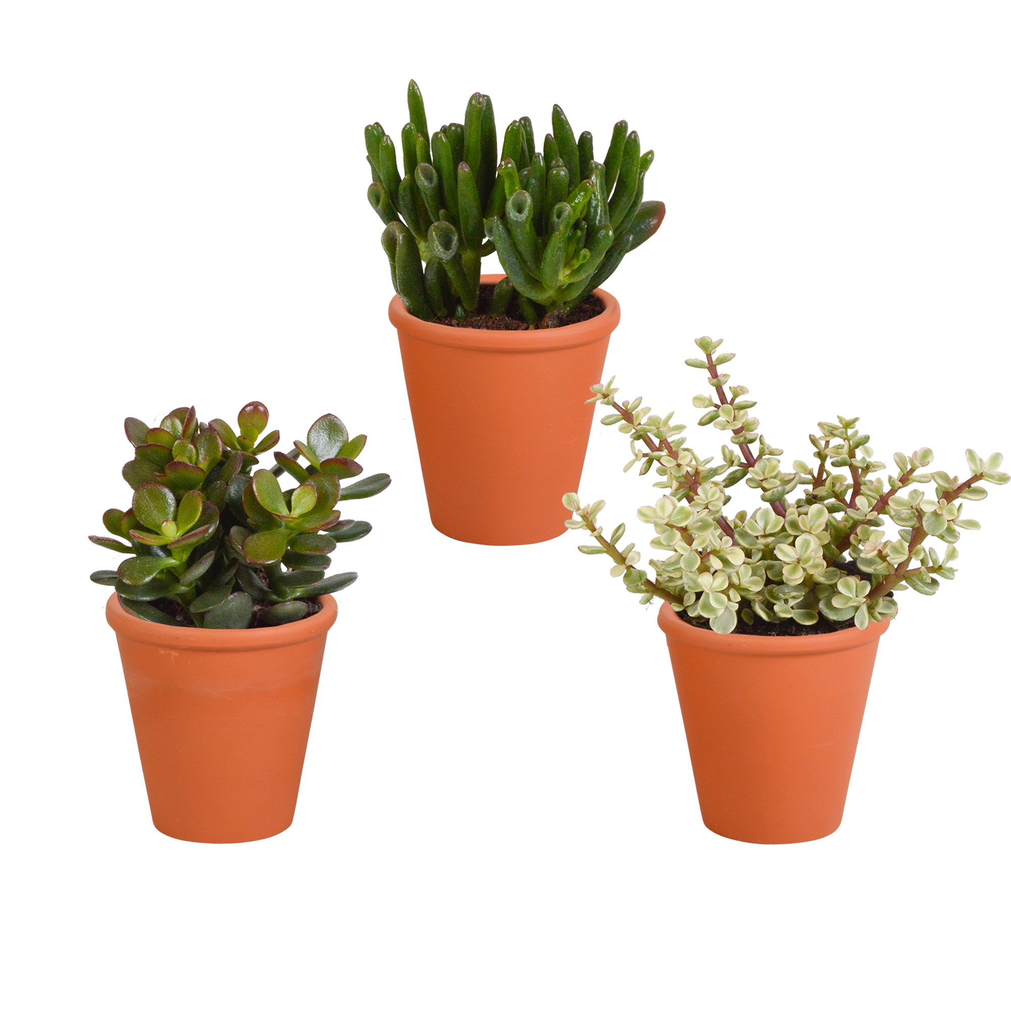 Crassula Mischung im Terrakotta-Topf