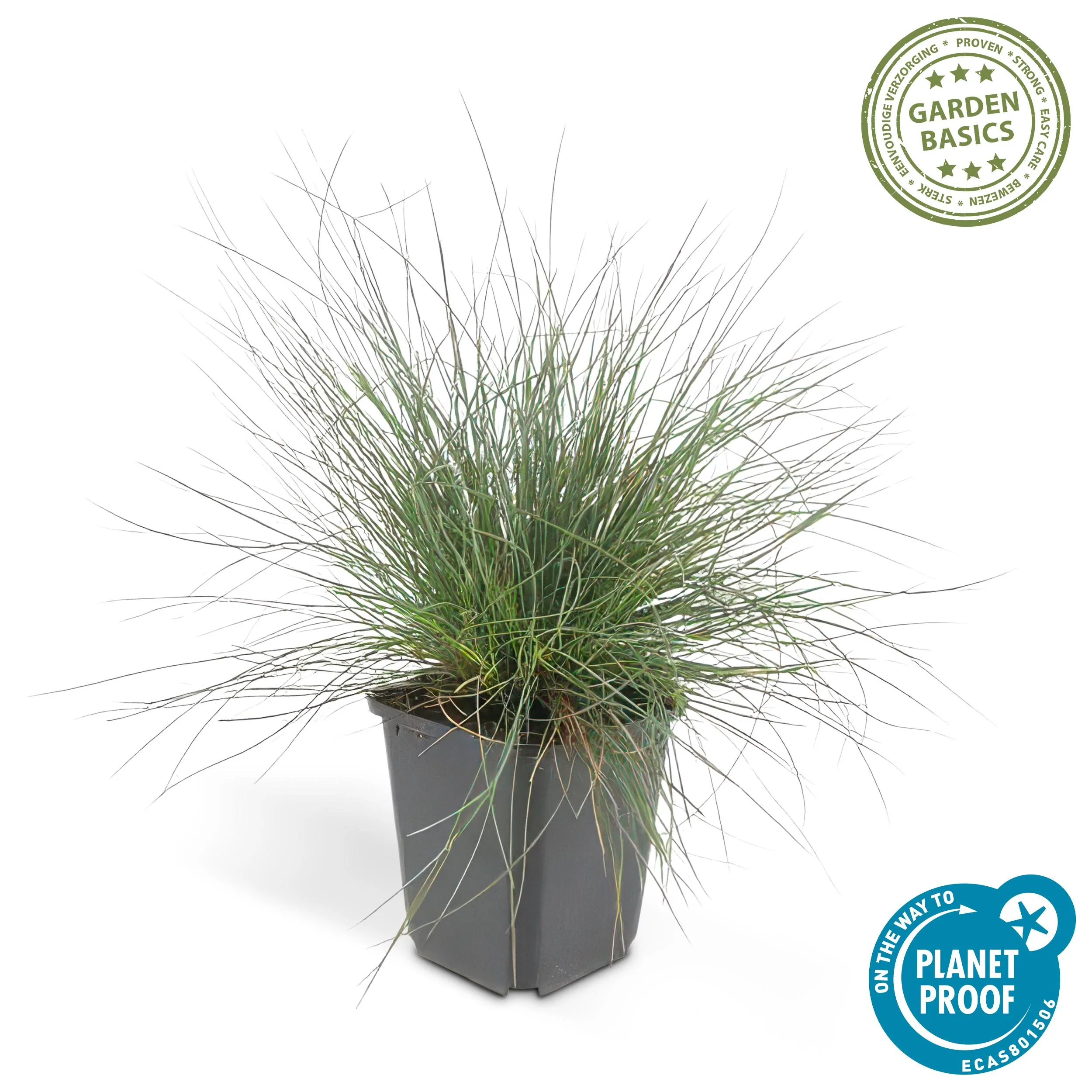 Detailaufnahme Festuca glauca ‘Eljae Blue’