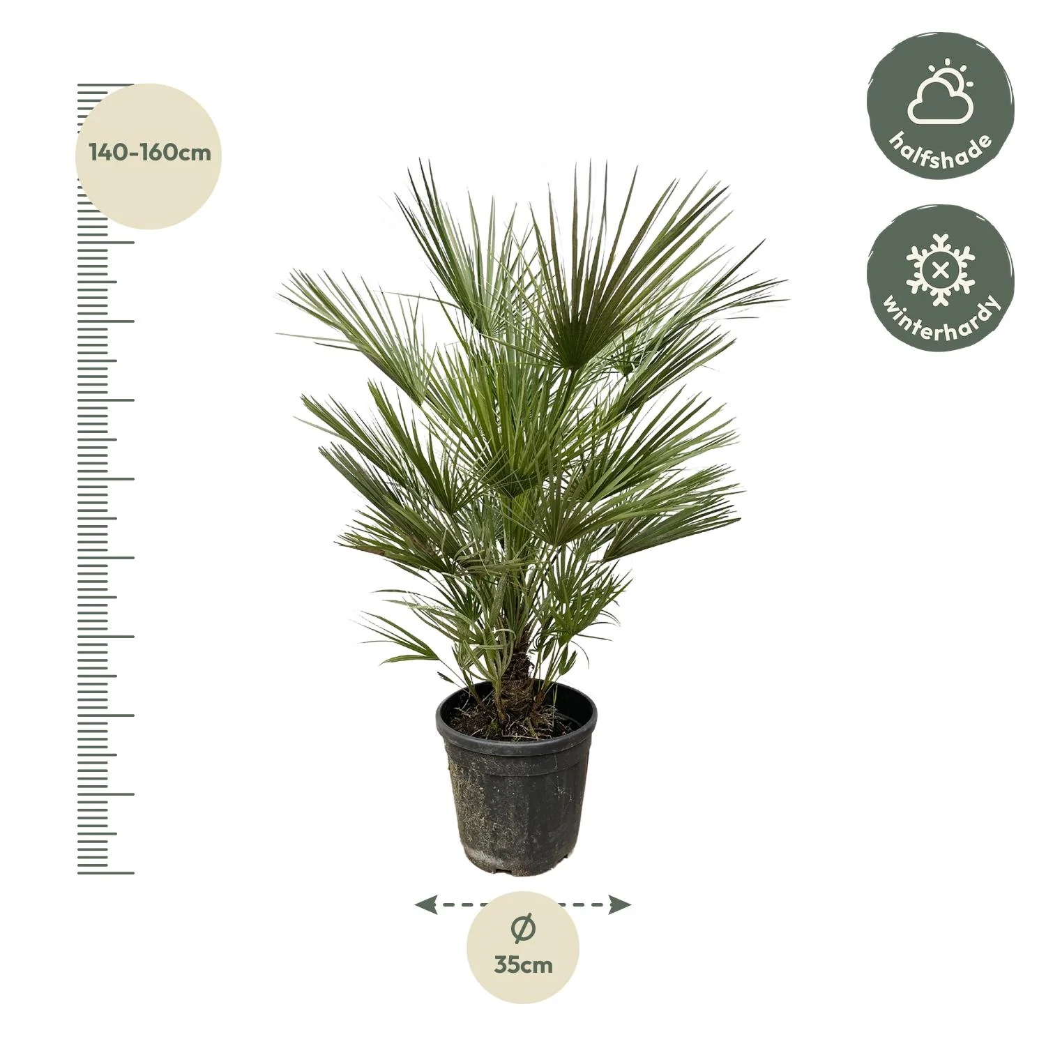 Chamaerops Humilis Pflanzenbild