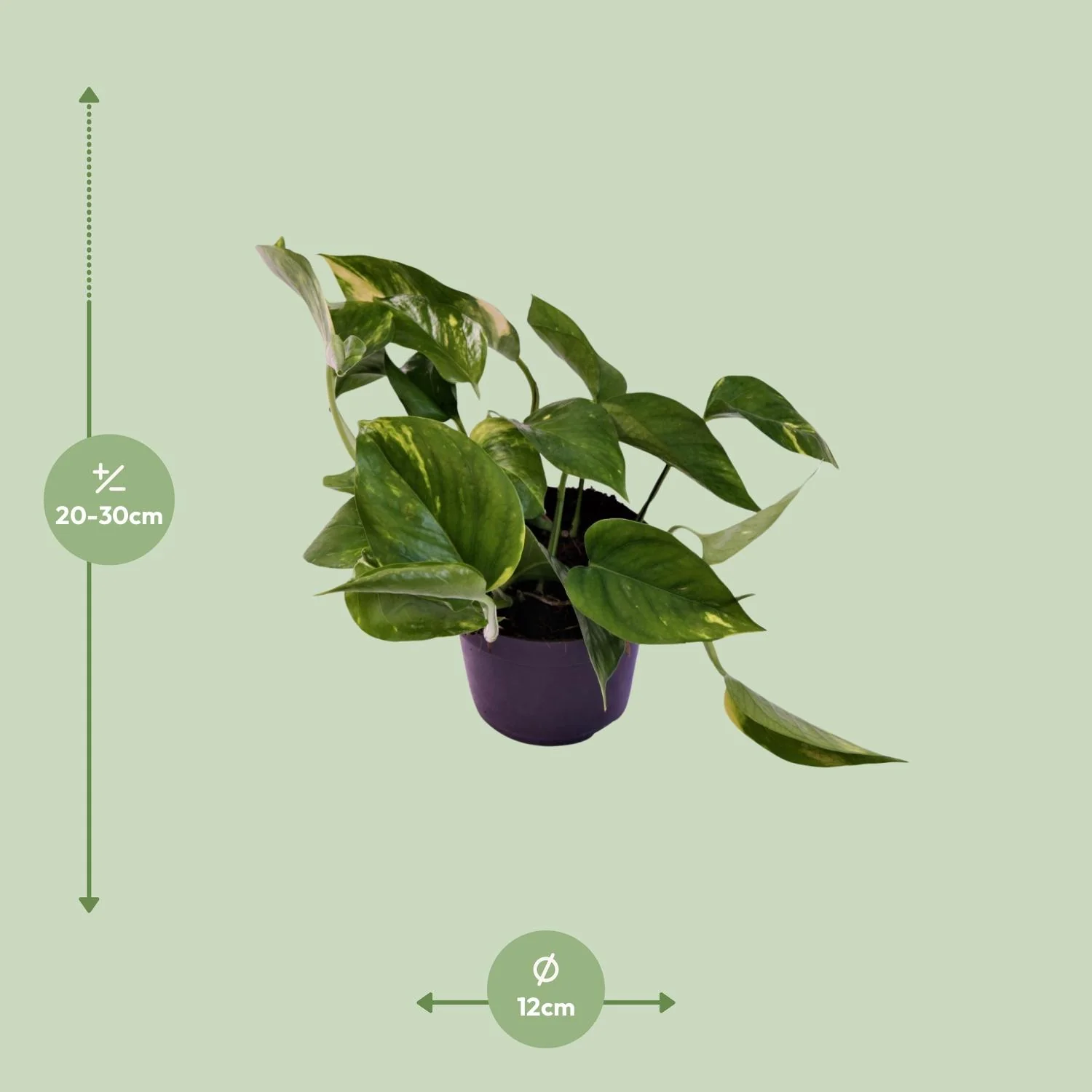 Scindapsus Aureum in einem eleganten Topf