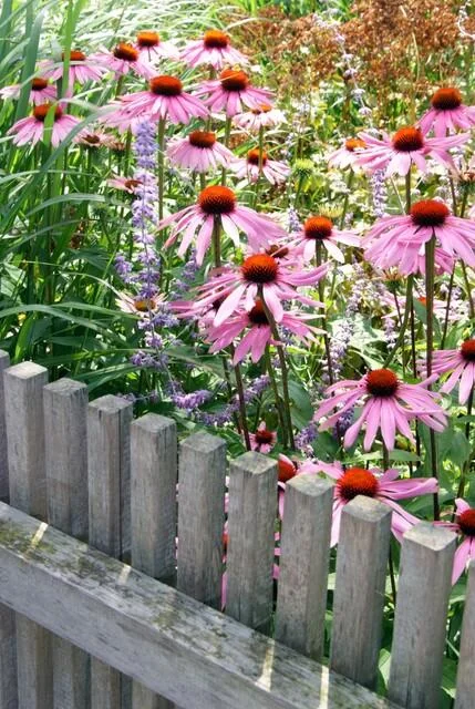 Detailansicht Echinacea purpurea 'Magnus'