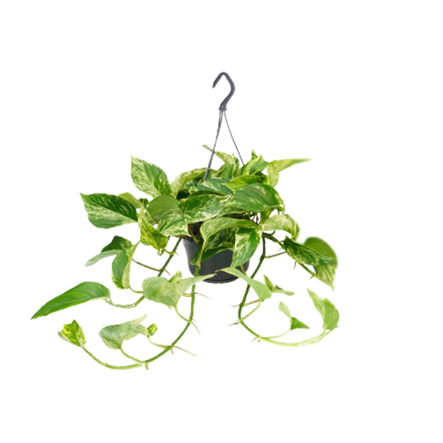 Epipremnum Marble Queen Pflanze