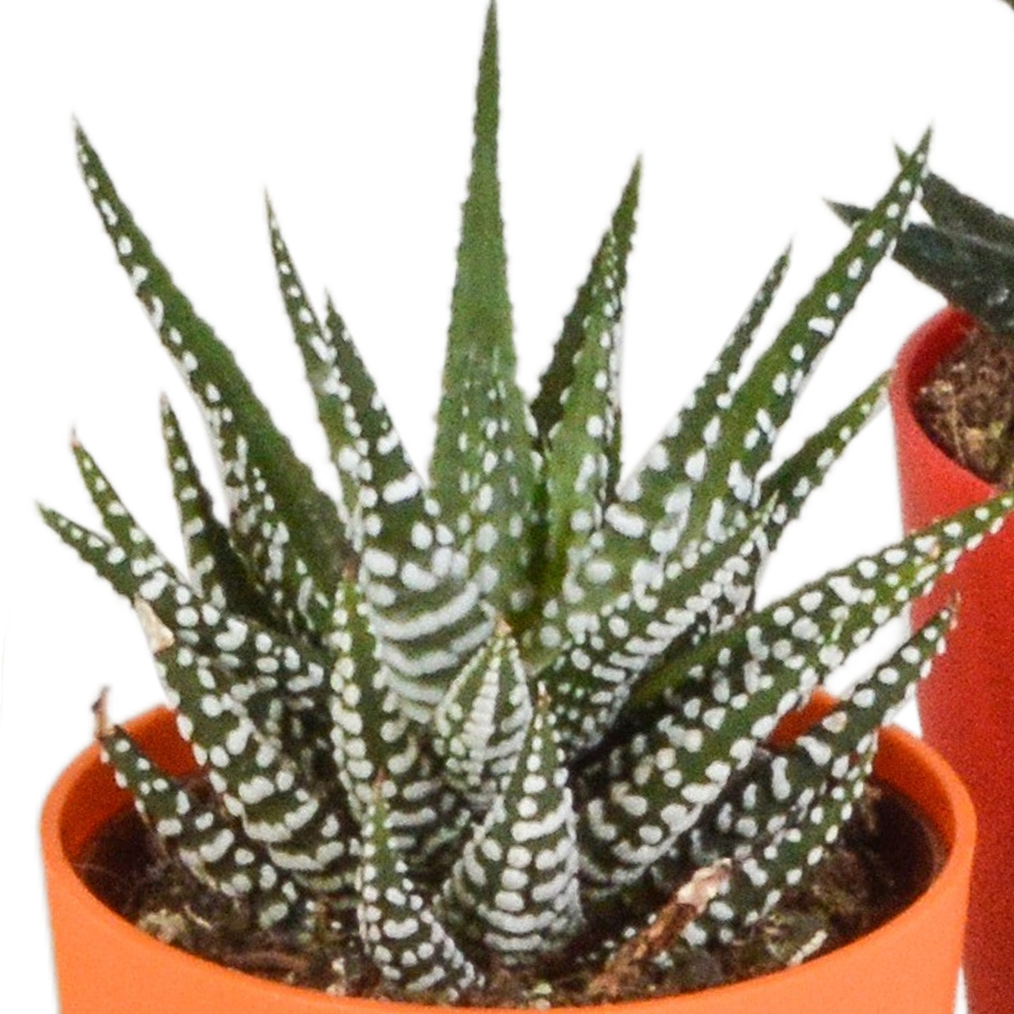 Detailaufnahme: verschiedene Gasteria- und Haworthia-Pflanzen im Topf