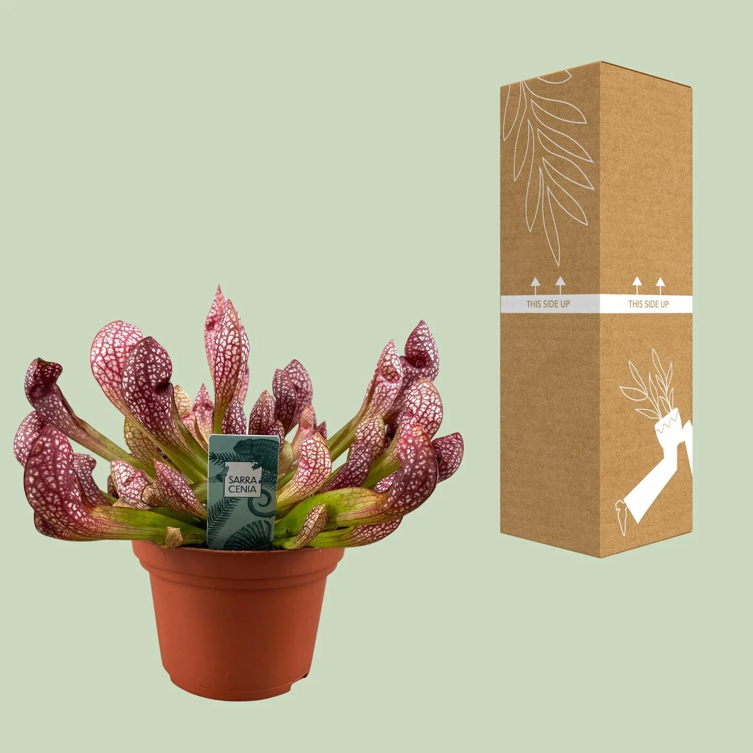 Sarracenia Scarlet Belle in voller Pracht