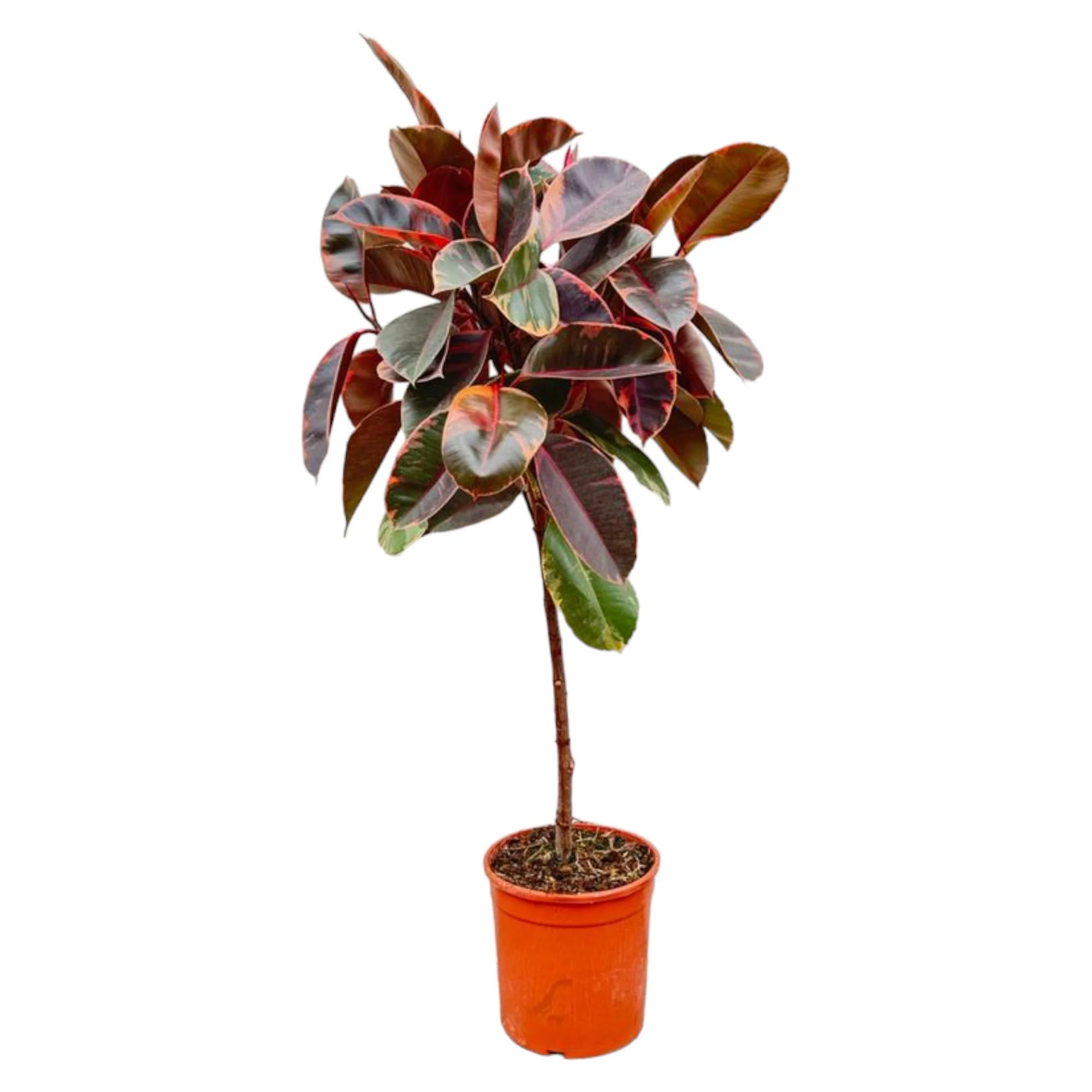 Ficus Elastica Belize