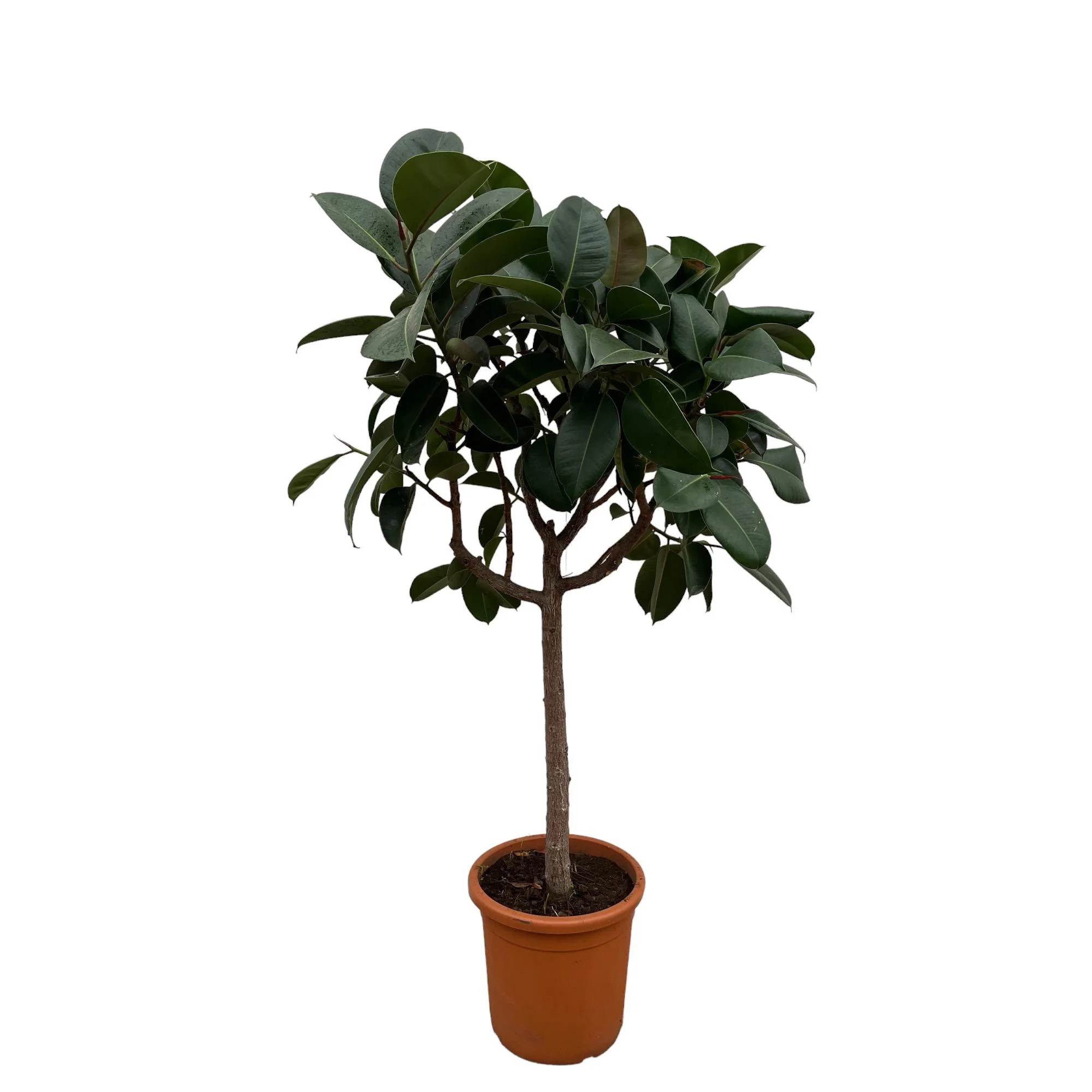 Ficus Elastica Robusta im Raum