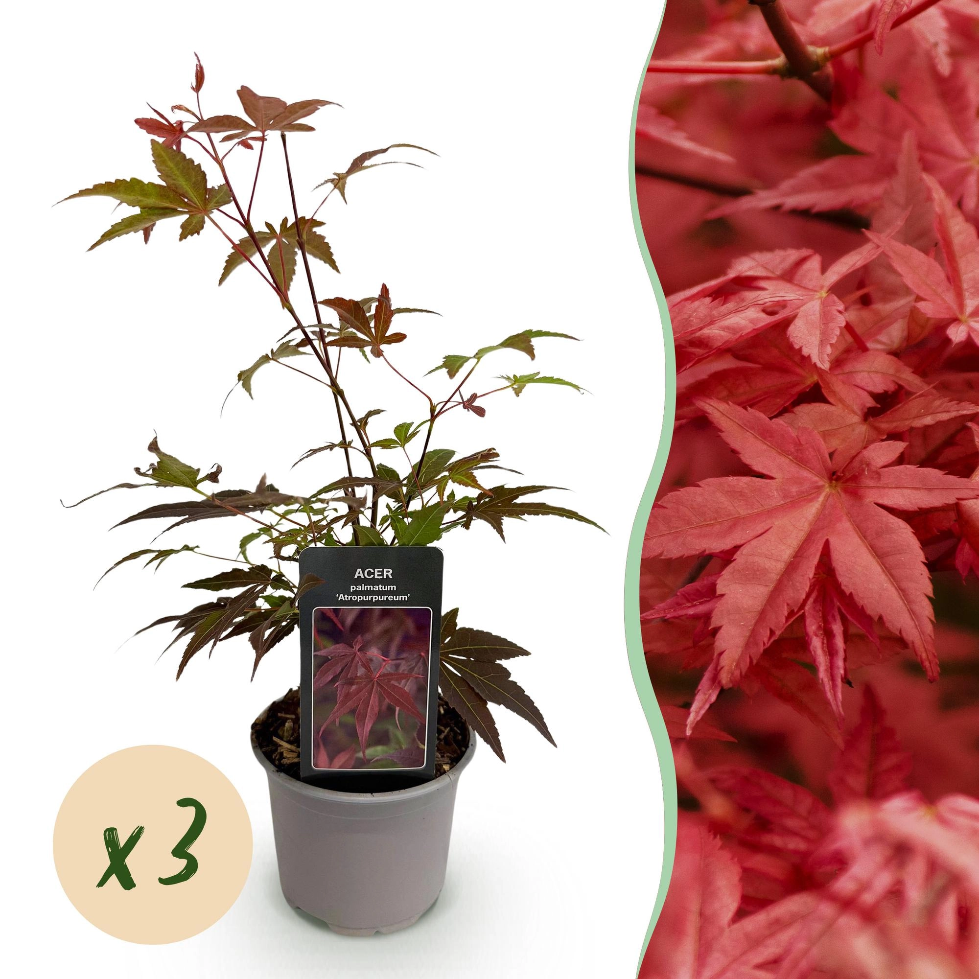 Acer palmatum Atropurpureum im Garten