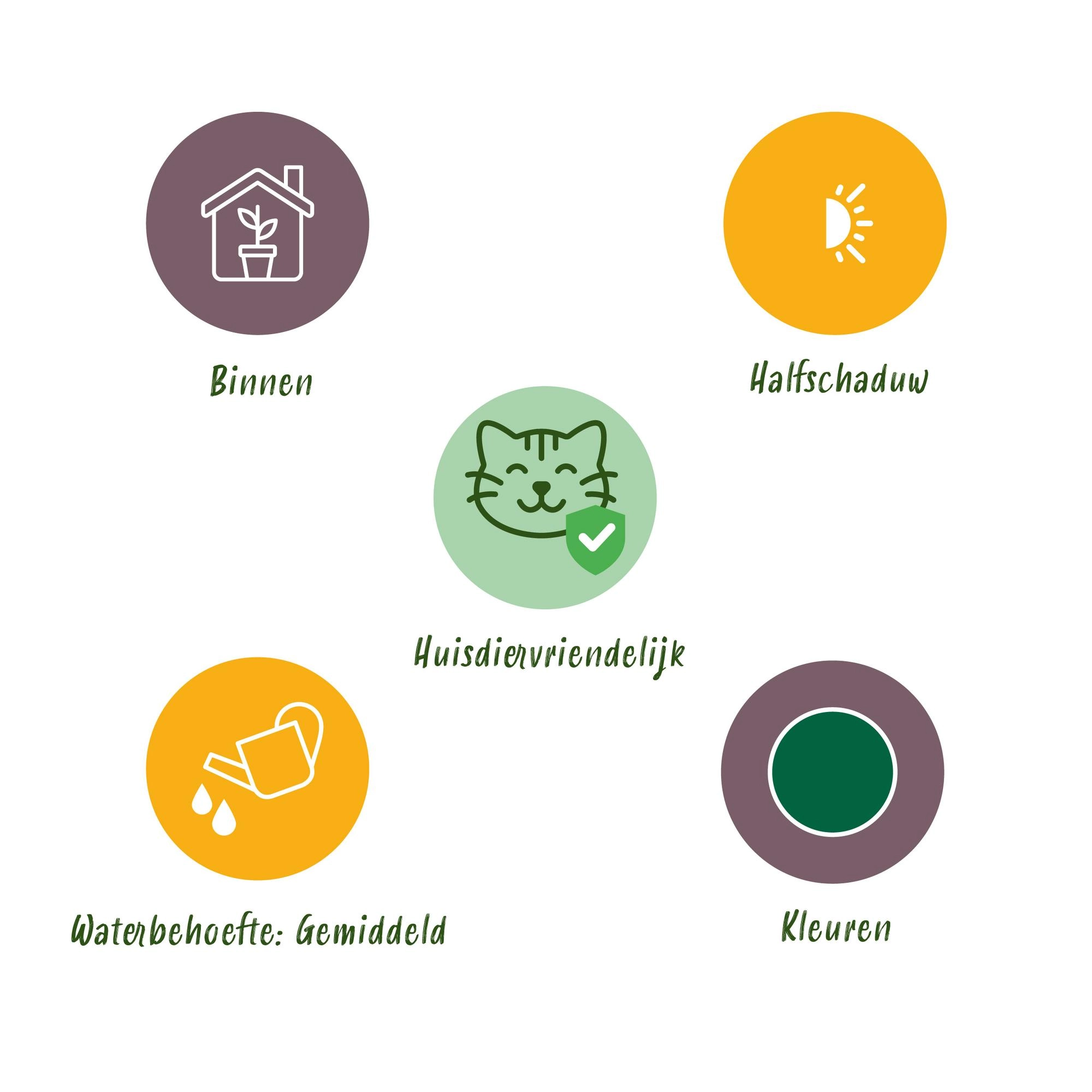 Maranta Fascinator Tricolour – Vorderansicht der bunten Blätter