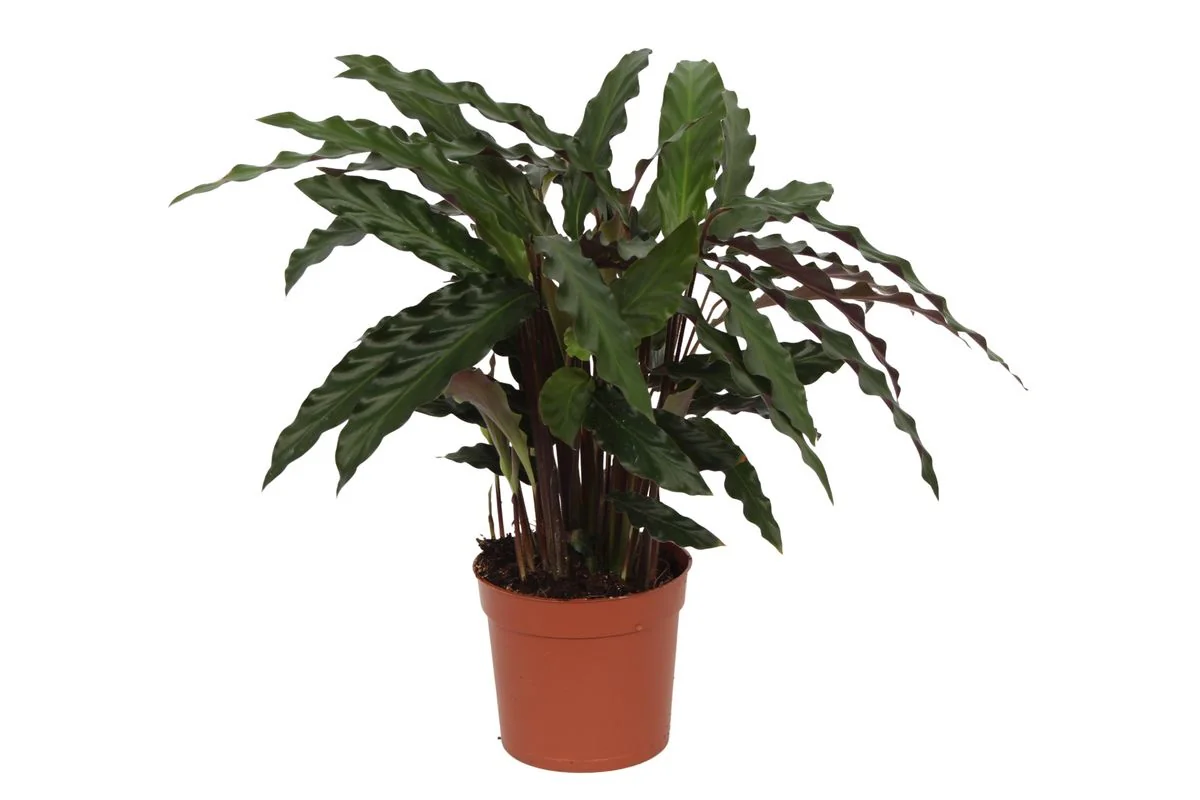 Calathea Elgergrass - Hauptbild