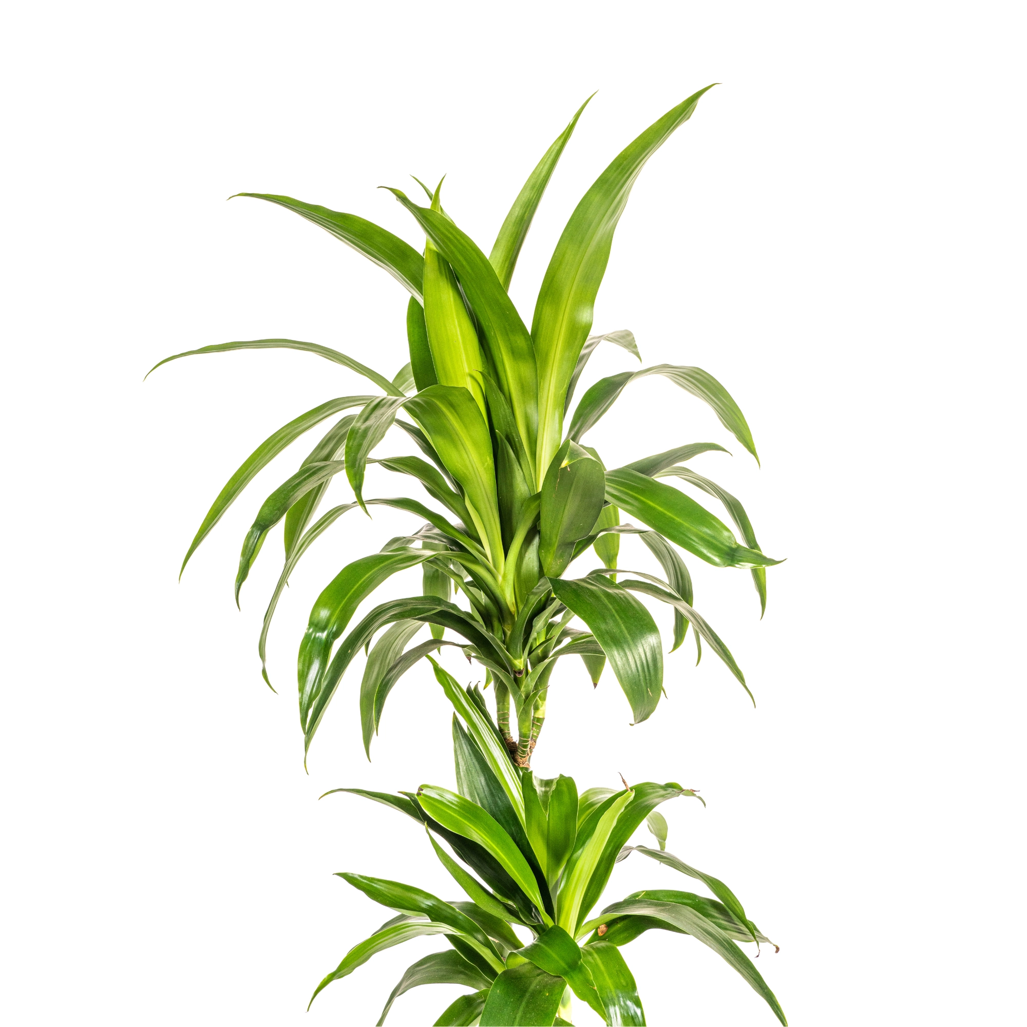 Dracaena Deremensis Lisa - Zimmerpflanze