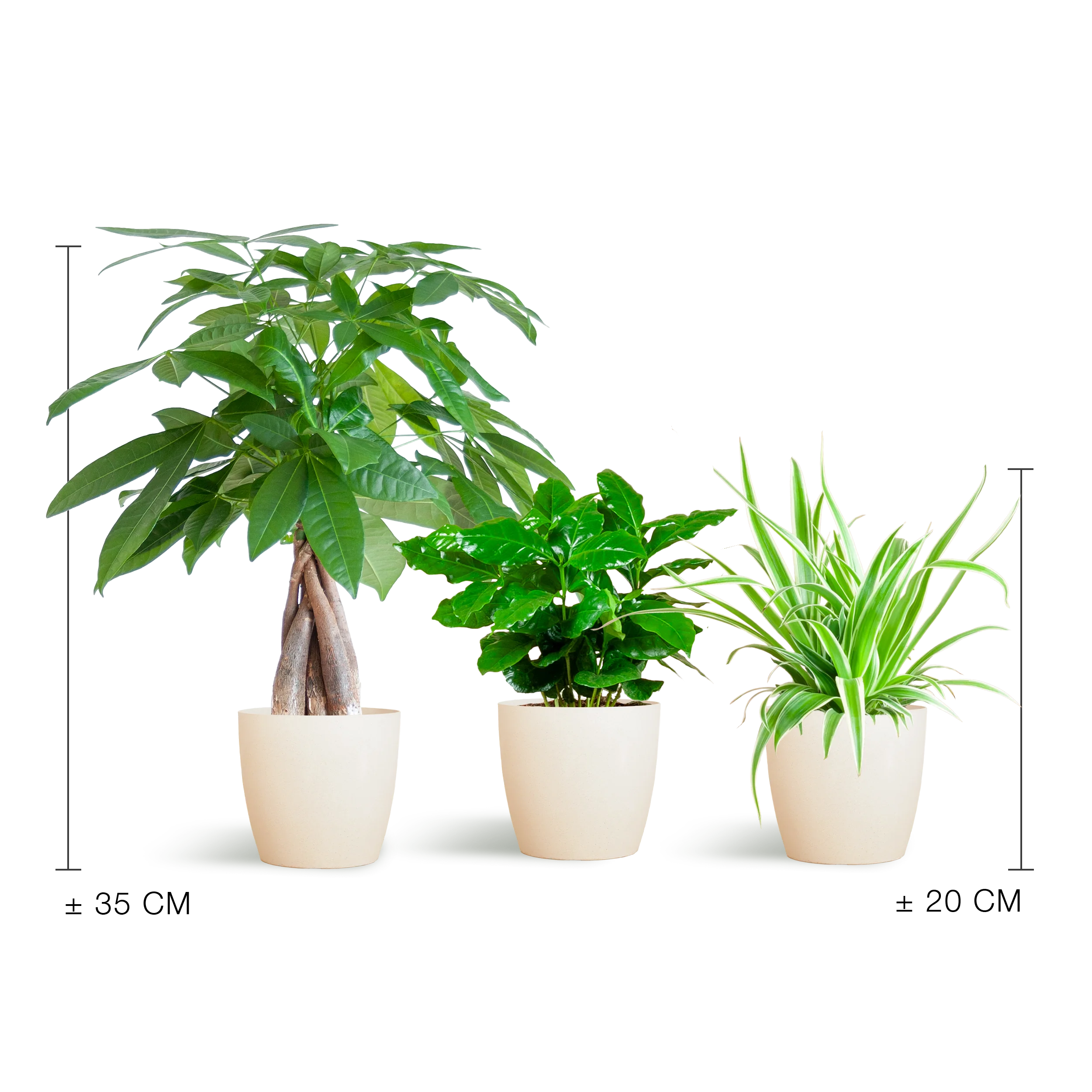 Pflanzenbox von oben