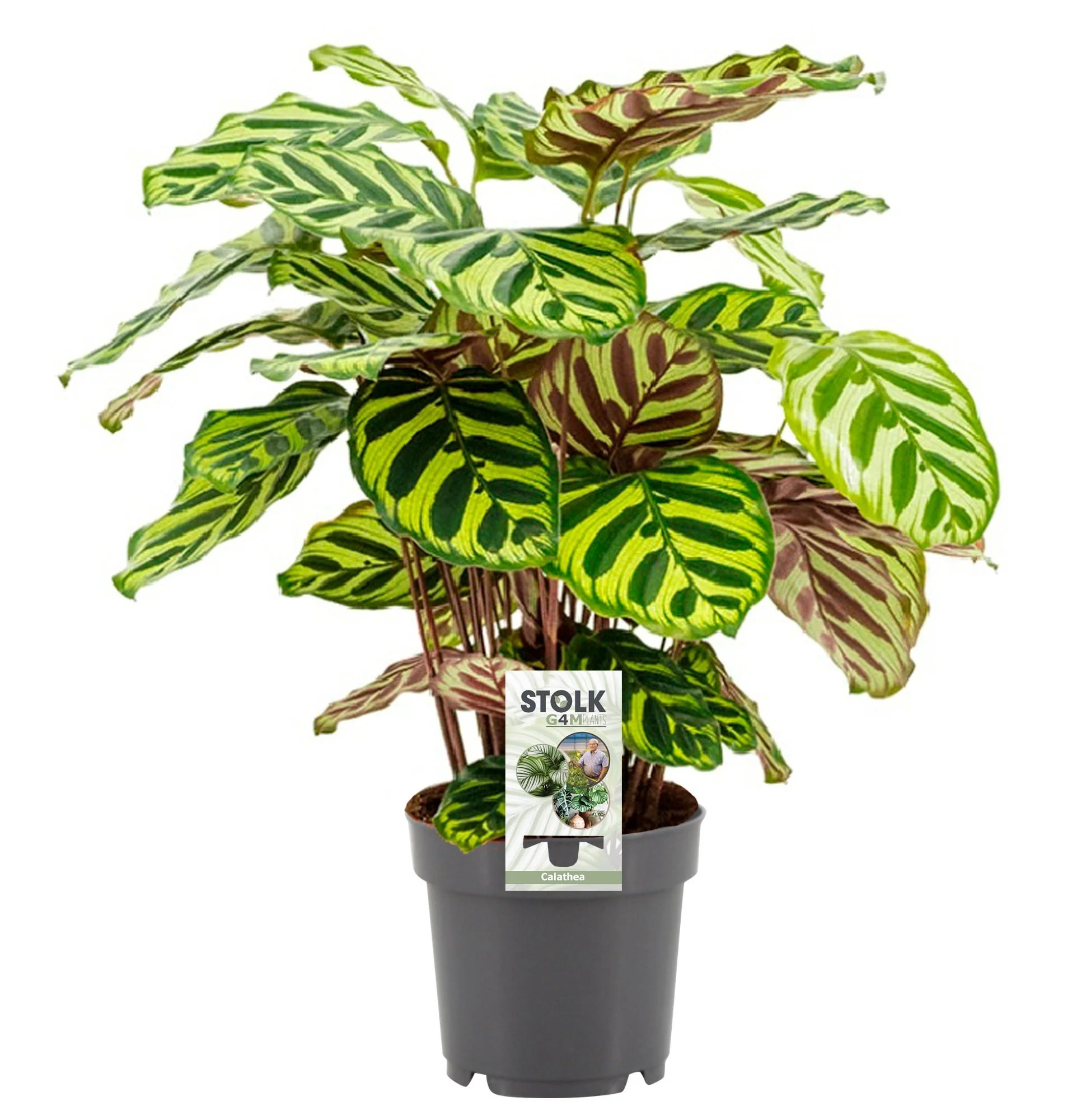 Calathea Makoyana in voller Pracht