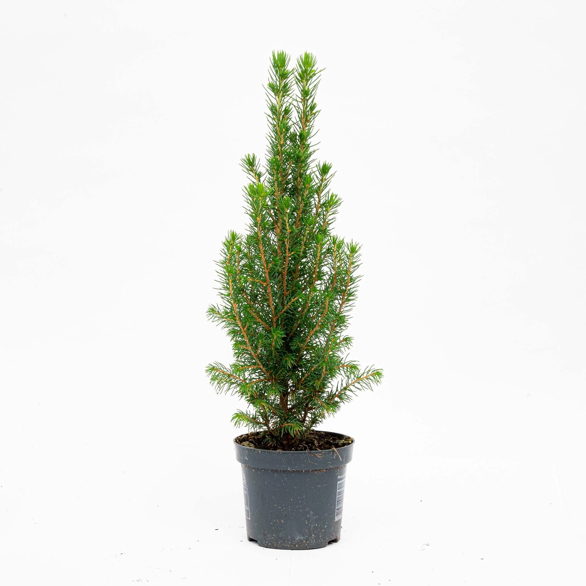 Mini-Kunstbaum Chamaecyparis
