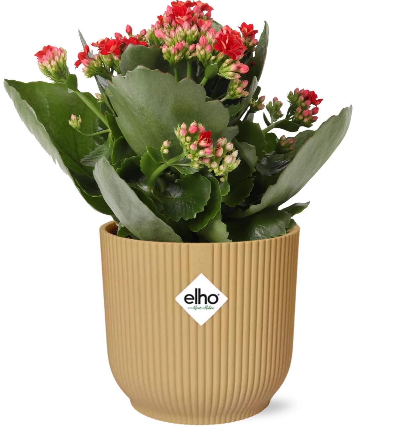Kalanchoe Rosalina Don Justino mit roten Blüten
