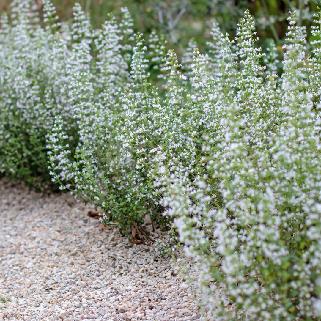 Blühende Calamintha nepeta im Garten