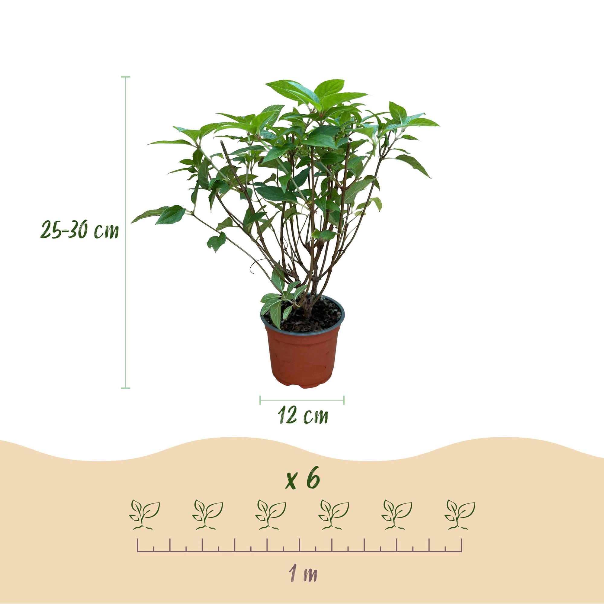 Hortensie Limelight mit limettengrünen Blüten, Frontalansicht