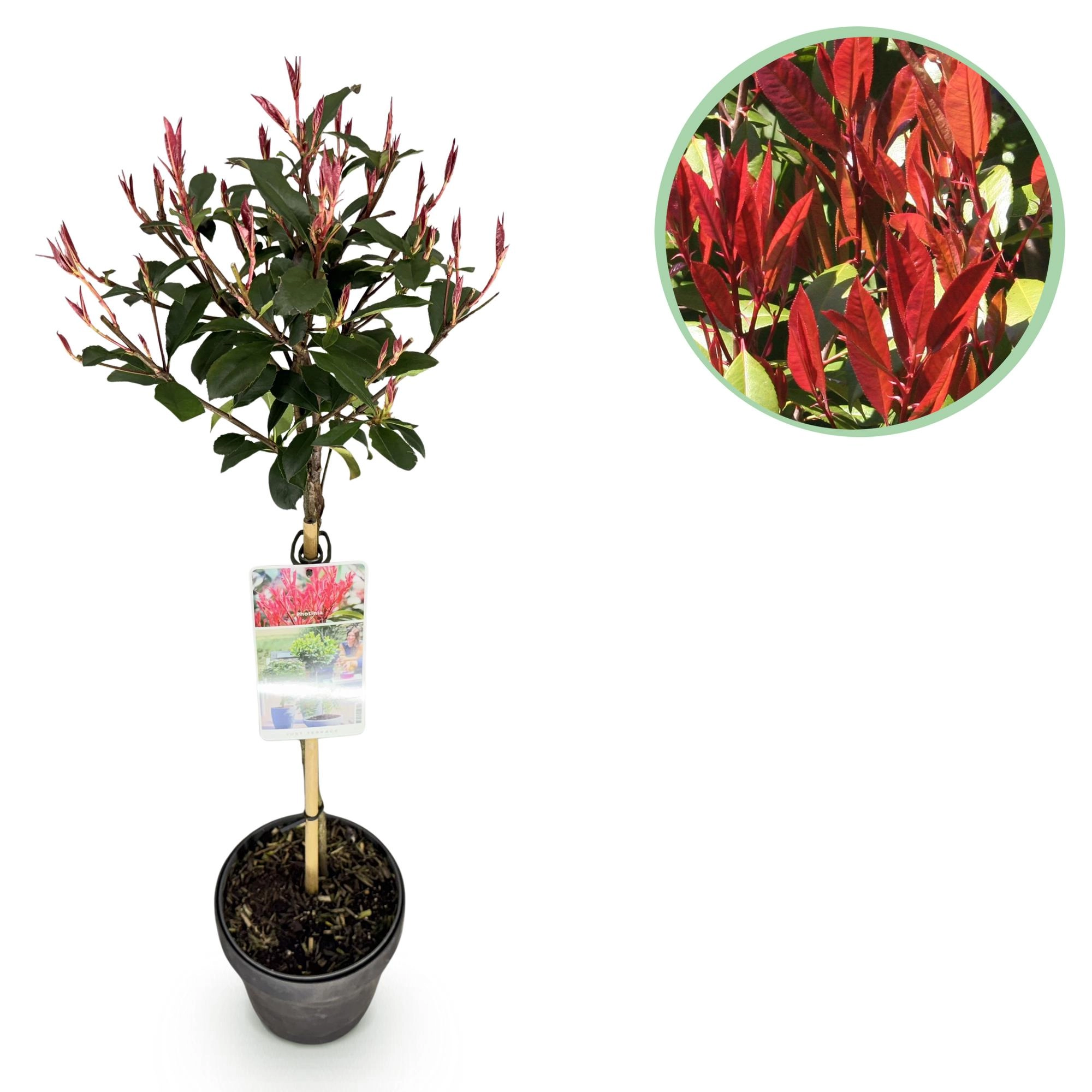 Photinia fraseri Carre Rouge - Hauptbild