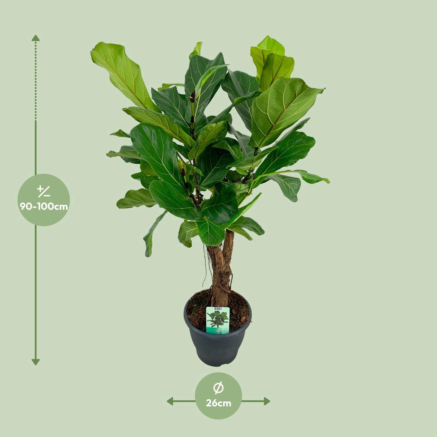 Ficus lyrata Geigenfeige groß und glänzend