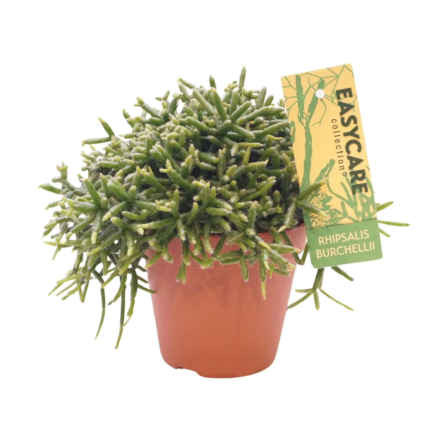 Rhipsalis Burchellii 1