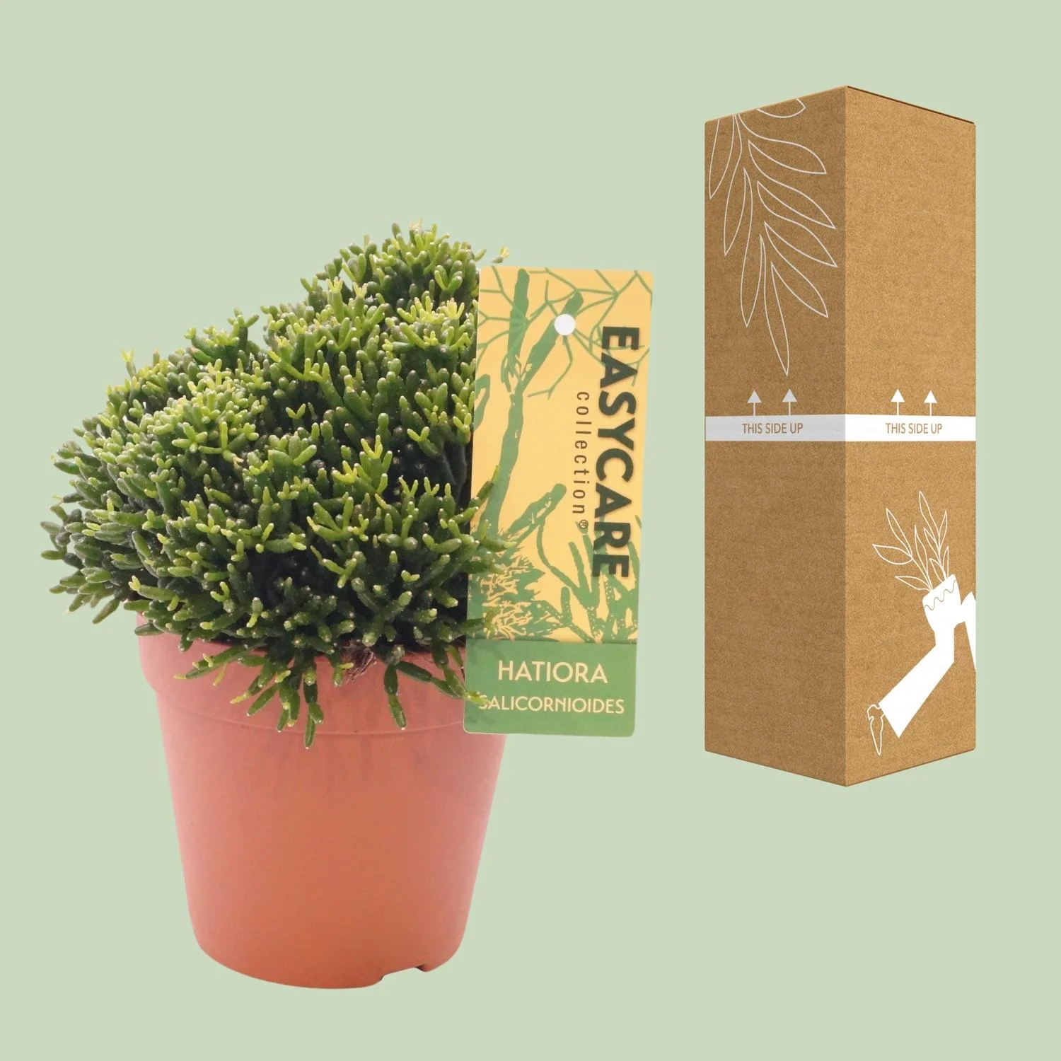 Flaschenkaktus in schöner Umgebung