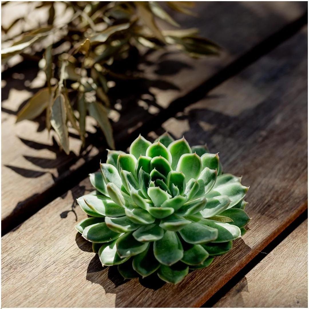 Echeveria Pulidonis