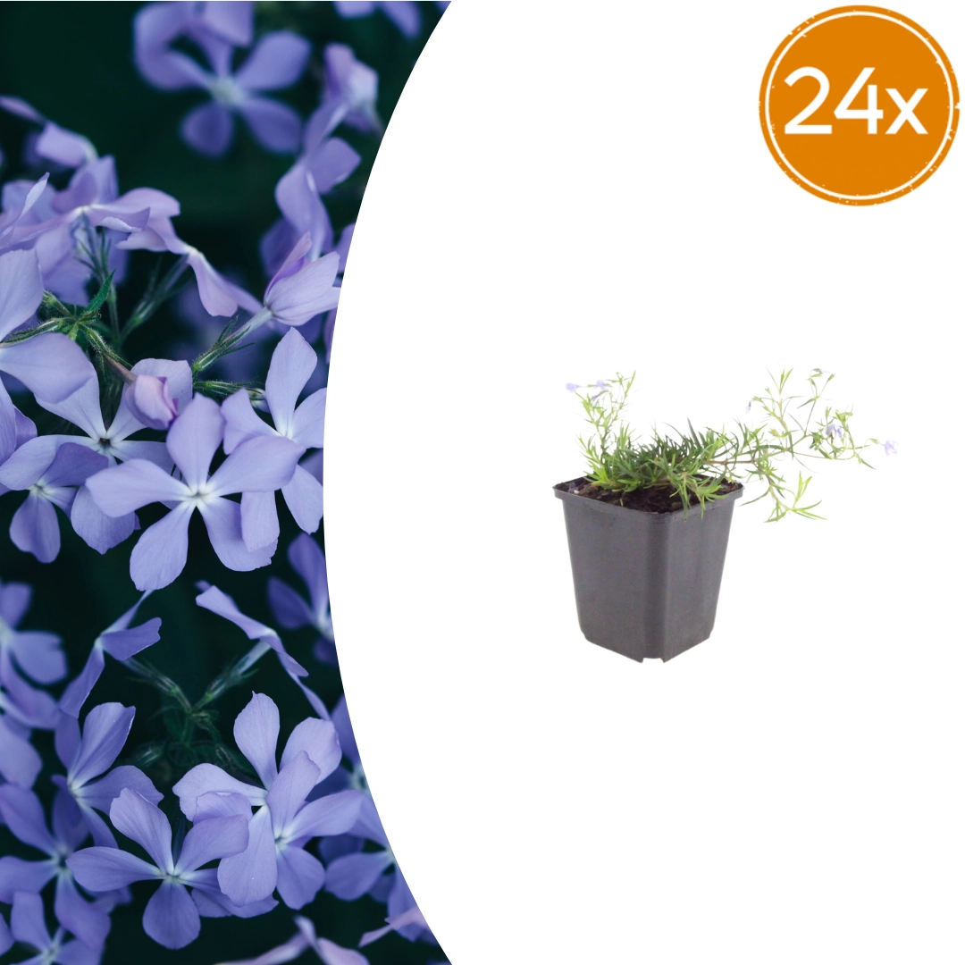 Phlox subulata ‘Emerald Cushion Blue’ Detailbild