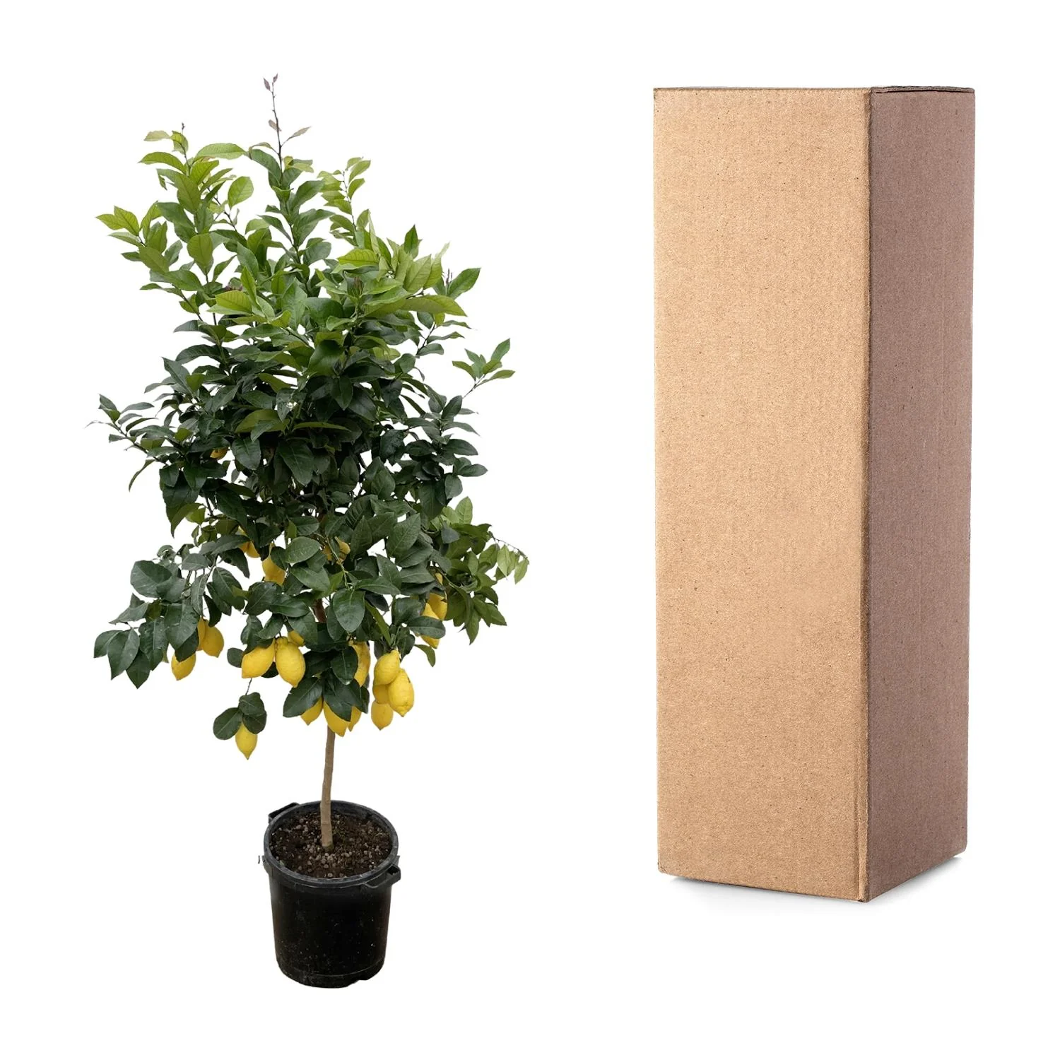 Citrus Calamondin 2