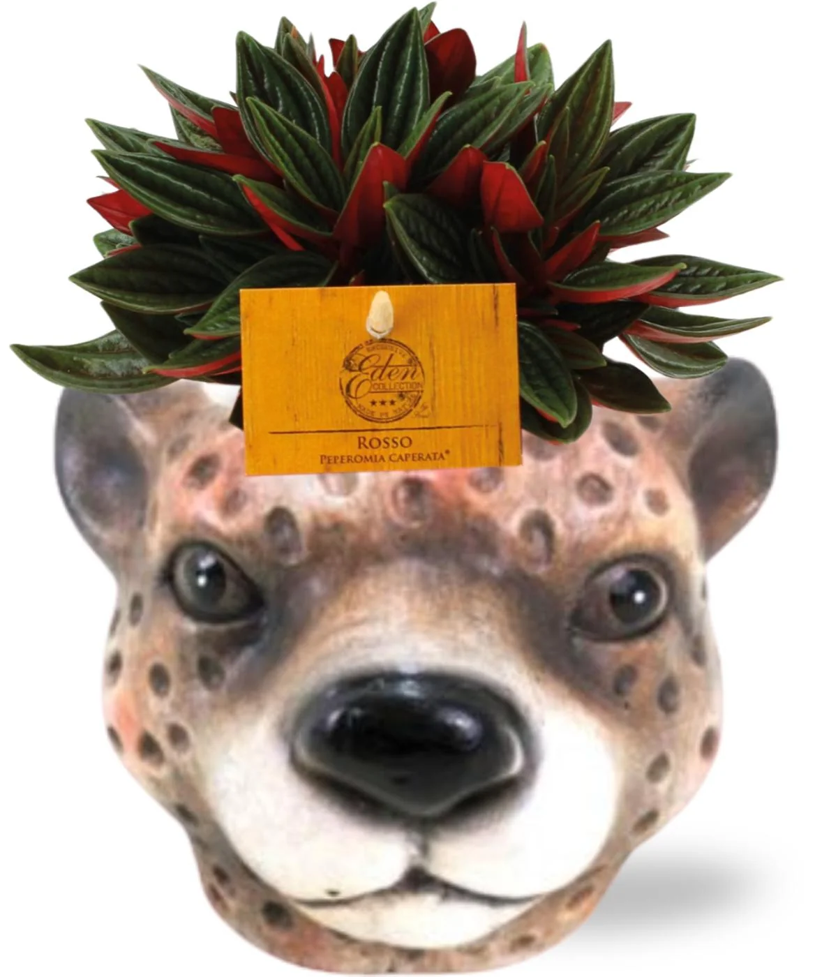 Peperomia Caperata Rosso