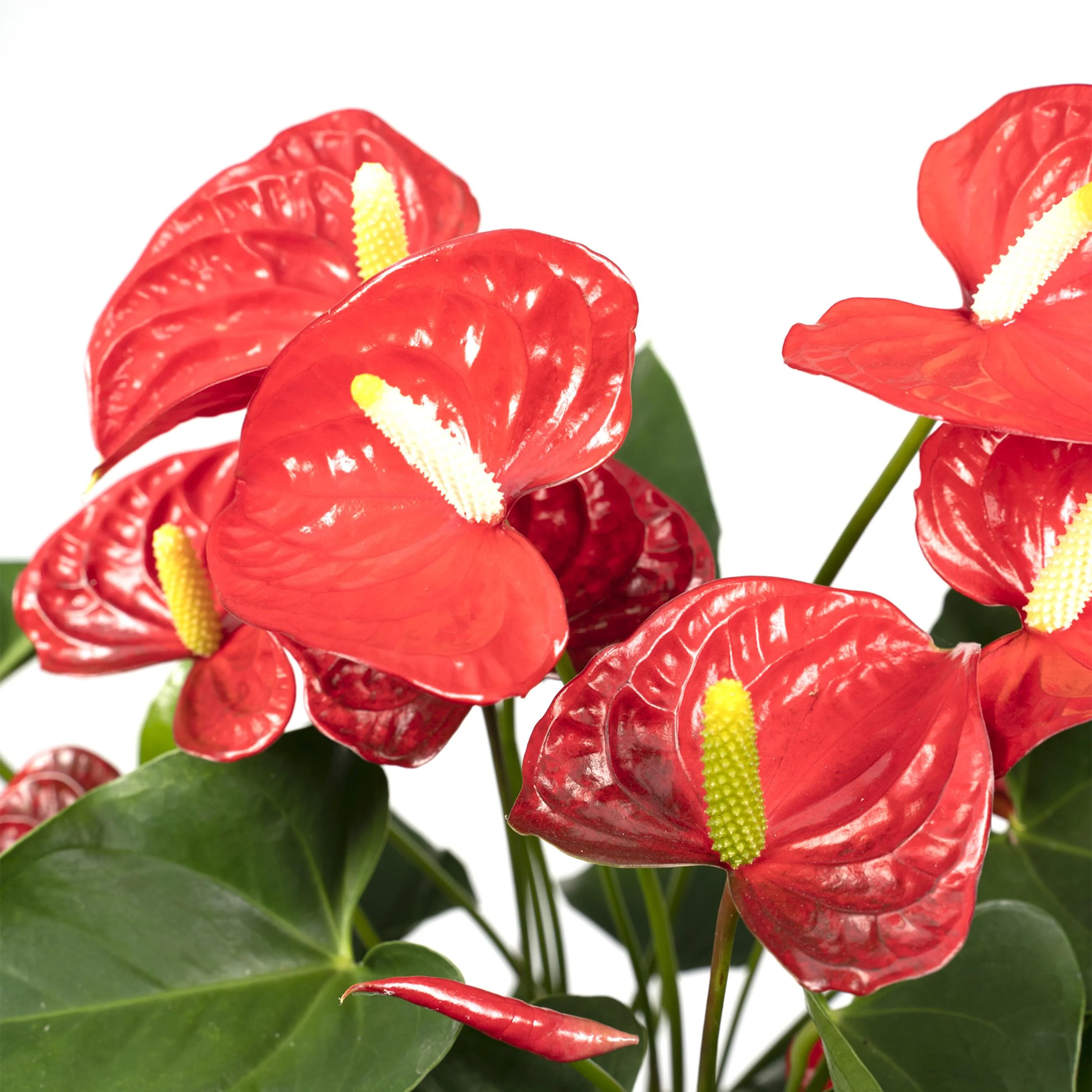 Anthurium Red Pflanze