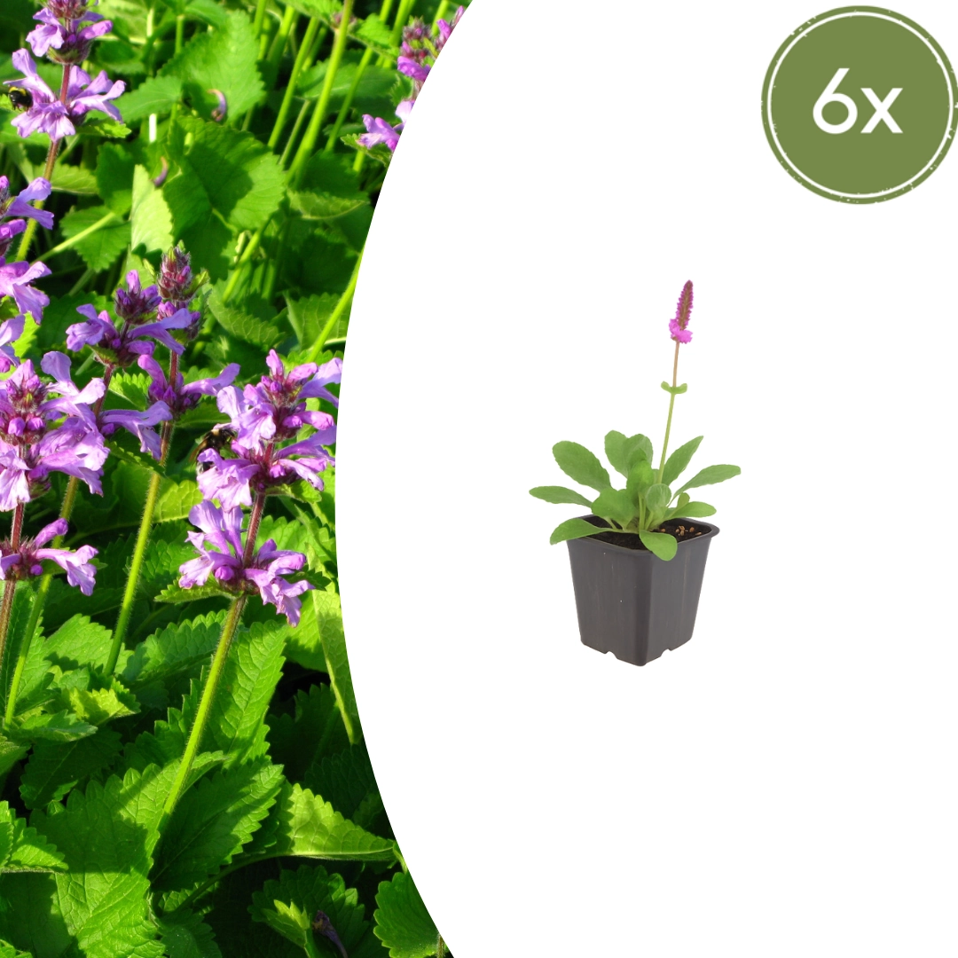 Stachys monieri Hummelo Pflanze
