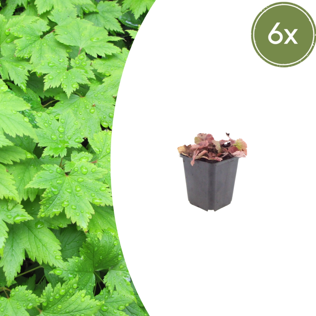 Tiarella cordifolia – Herzblatt-Schaumkraut