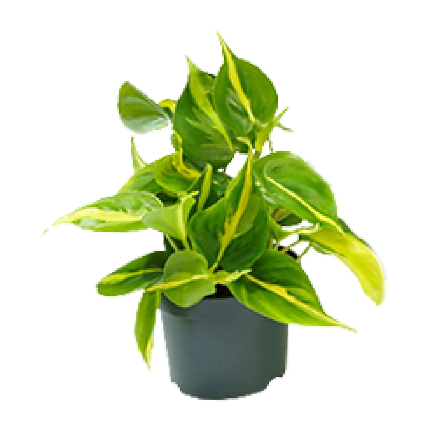 Philodendron Scandens Brasil – schöne Pflanze