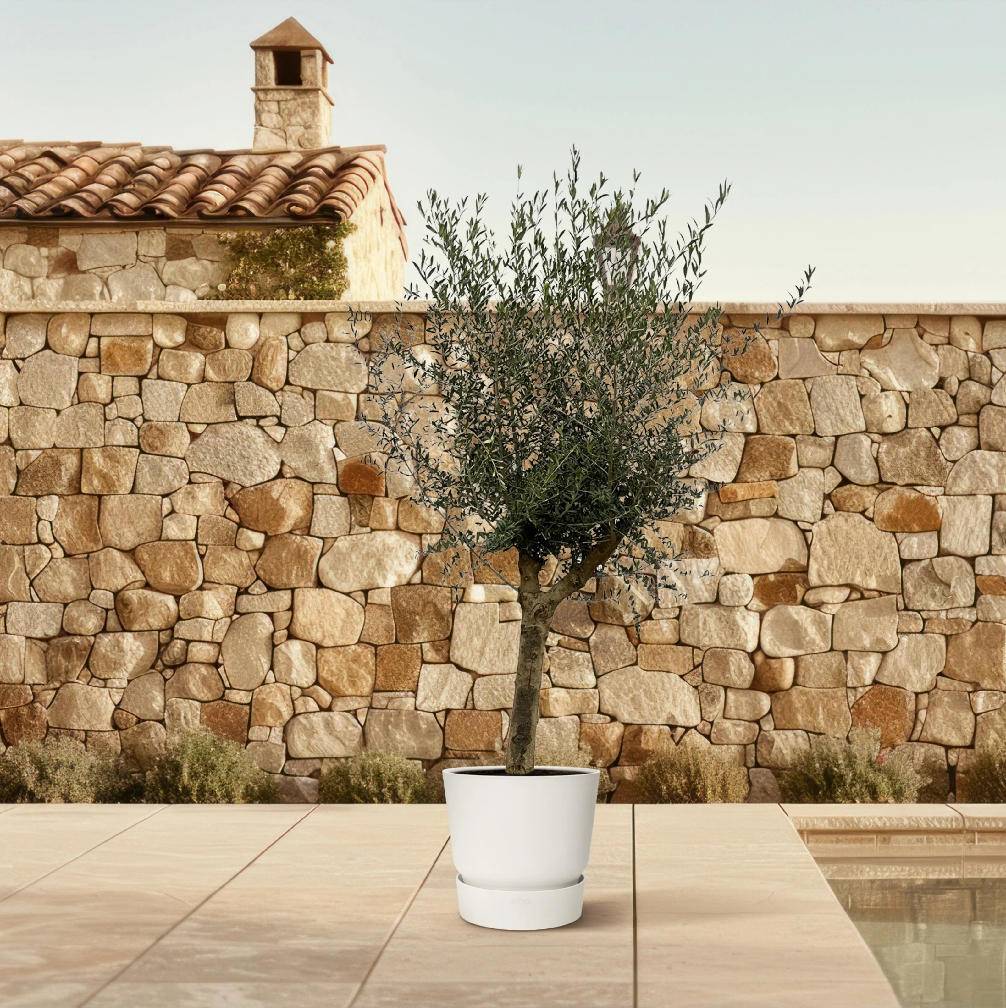 Olea Lorc Pflanze