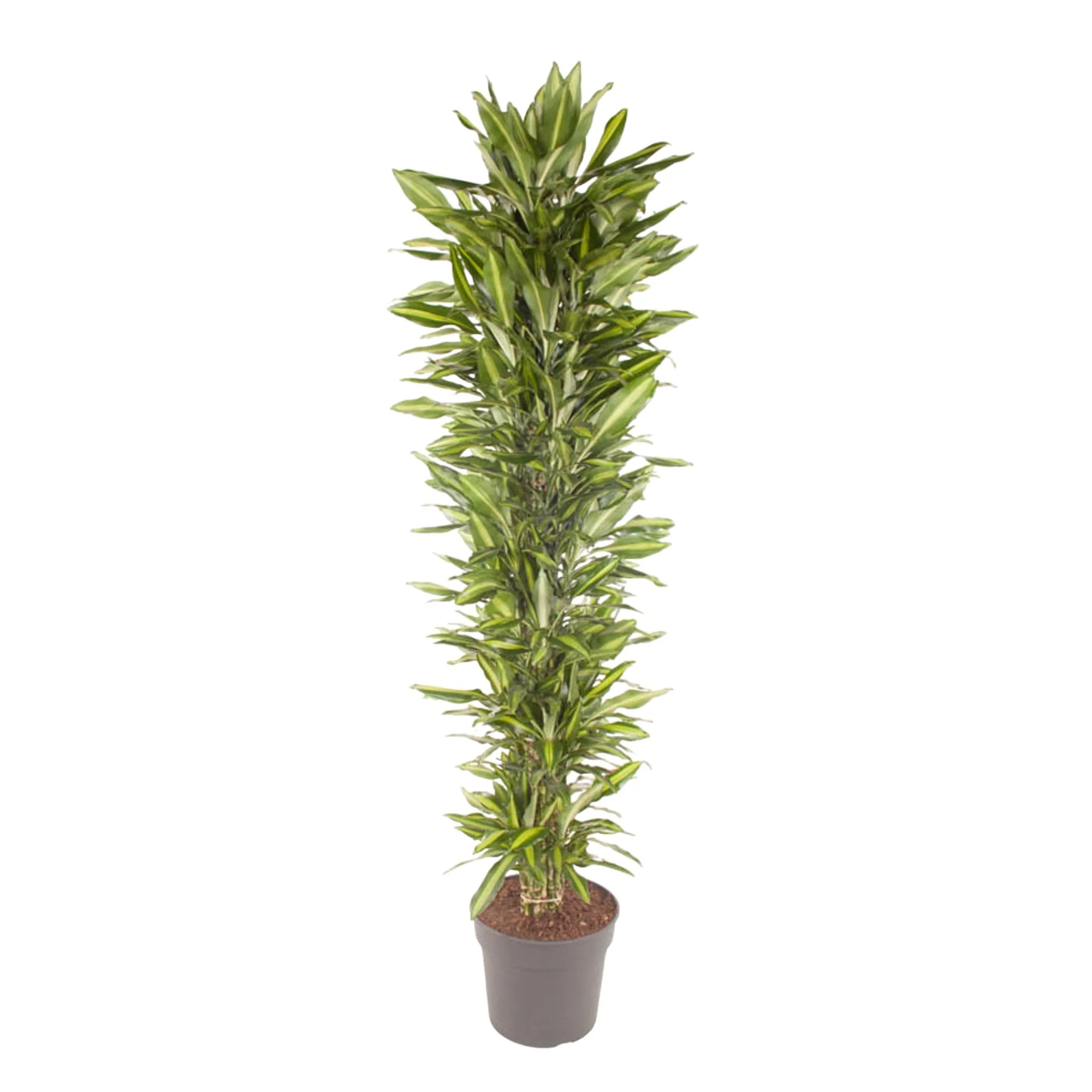 Schöne Dracaena Cintho Pflanzen