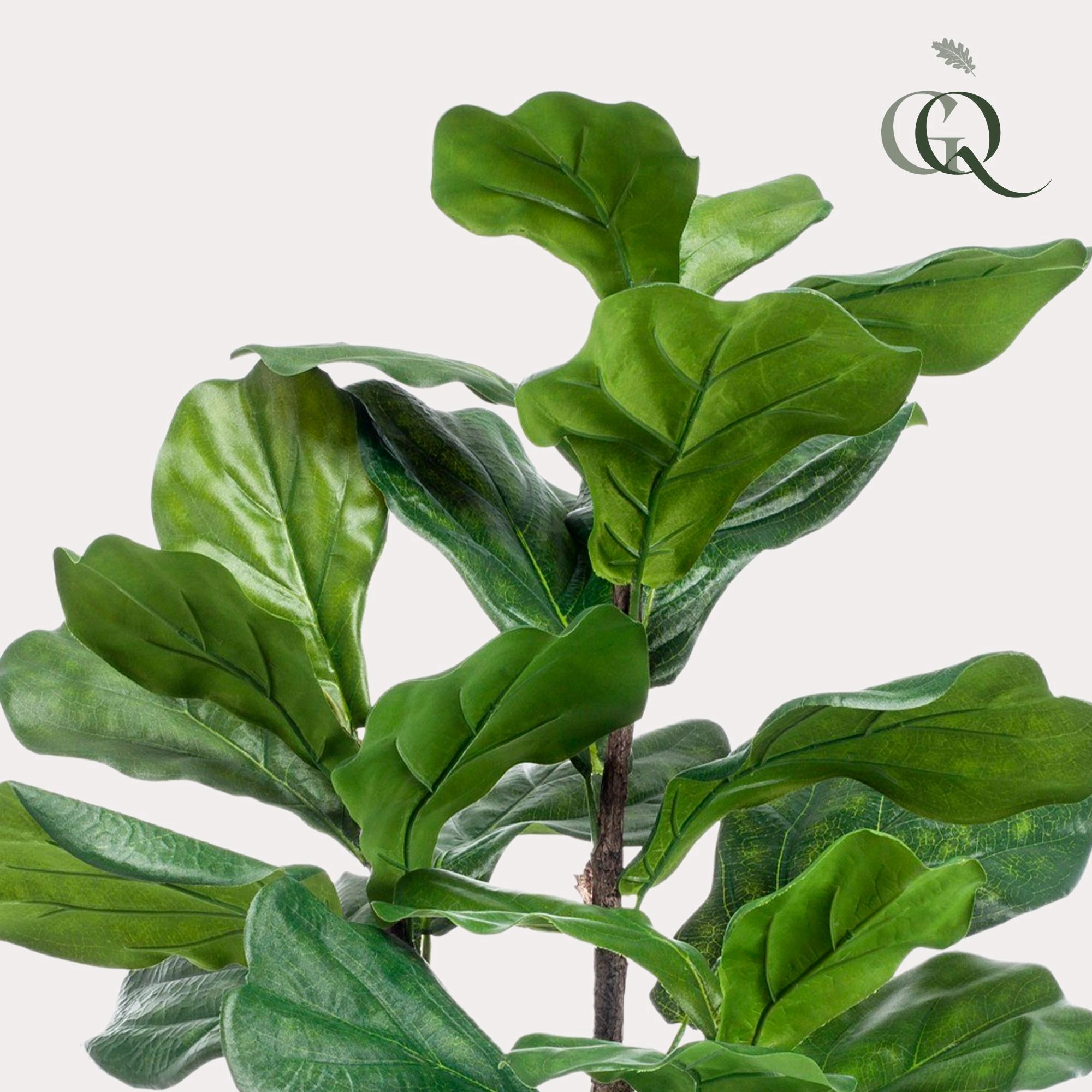 Künstliche Ficus Lyrata frontalansicht