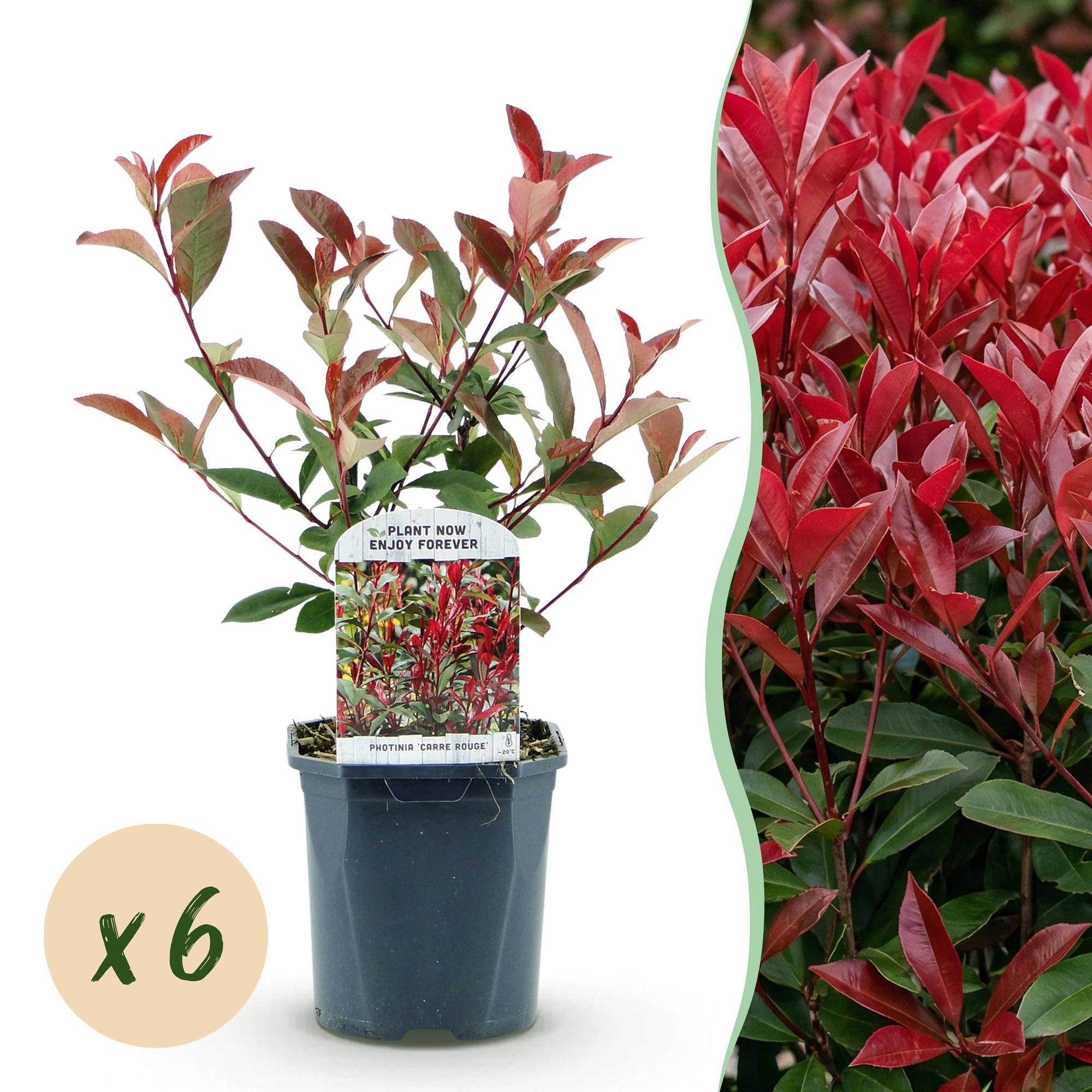 Photinia Fraseri Carre Rouge - Frontalansicht