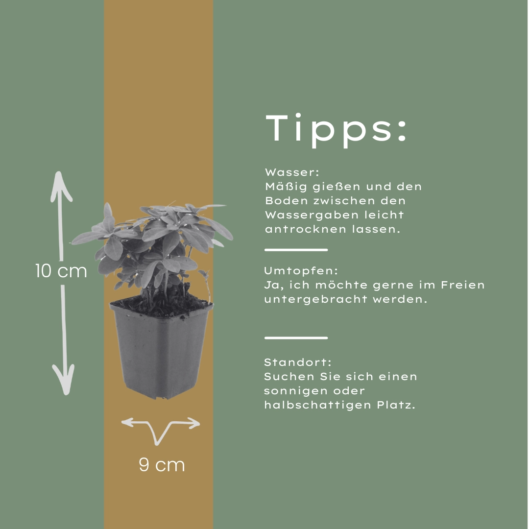 Detailansicht der Euphorbia amygdaloides ‘Robbiae’
