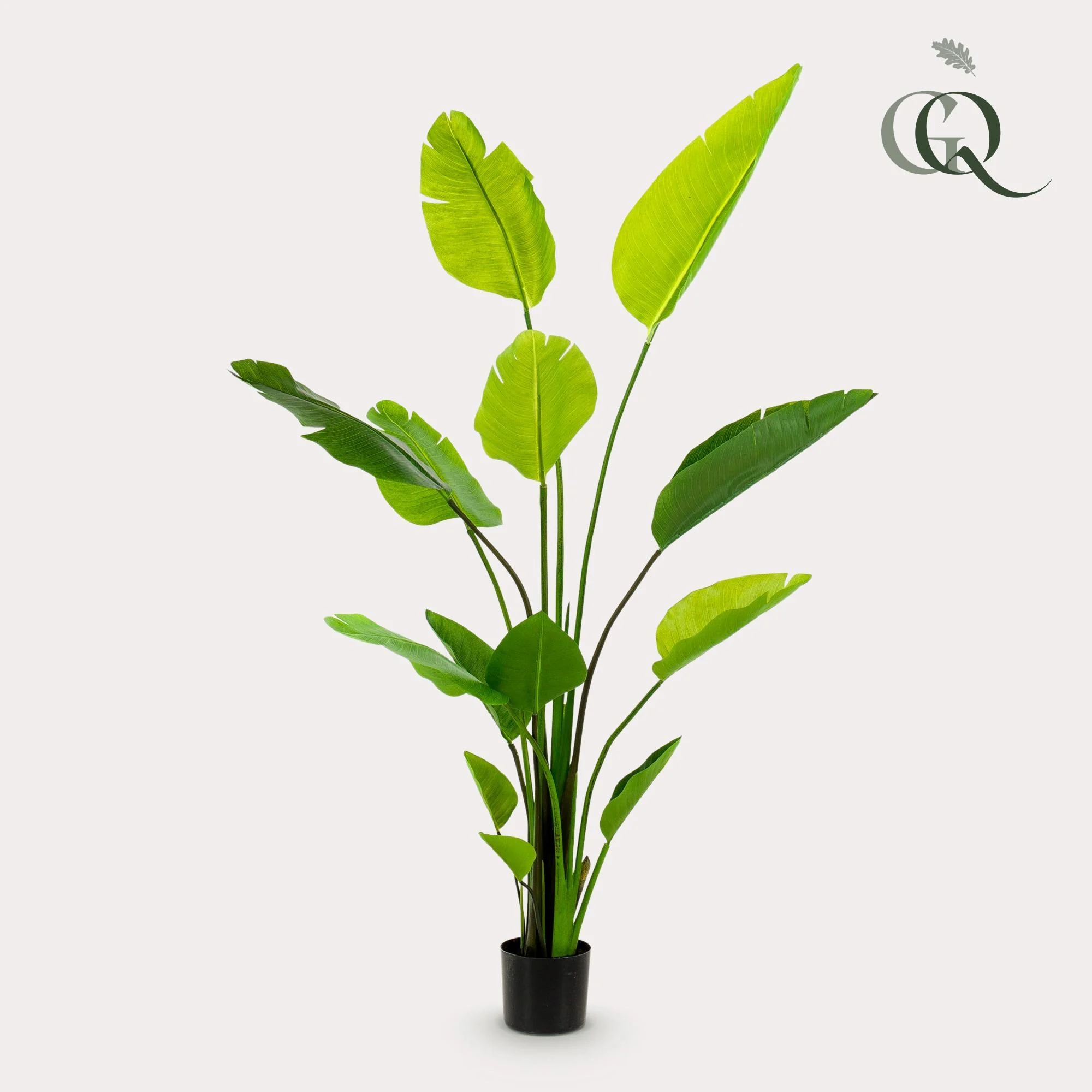 Strelitzia Nicolai im Raum