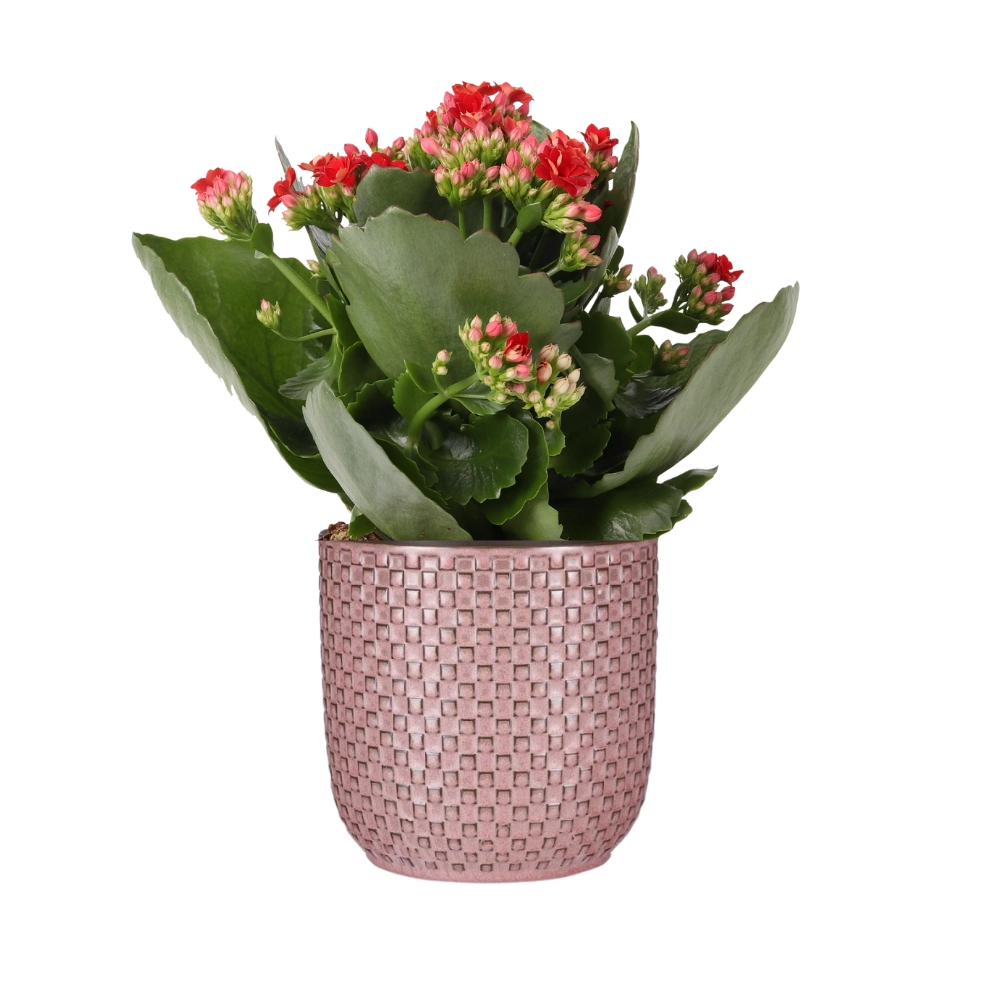 Kalanchoe Rosalina Don Justino in rosa Topf