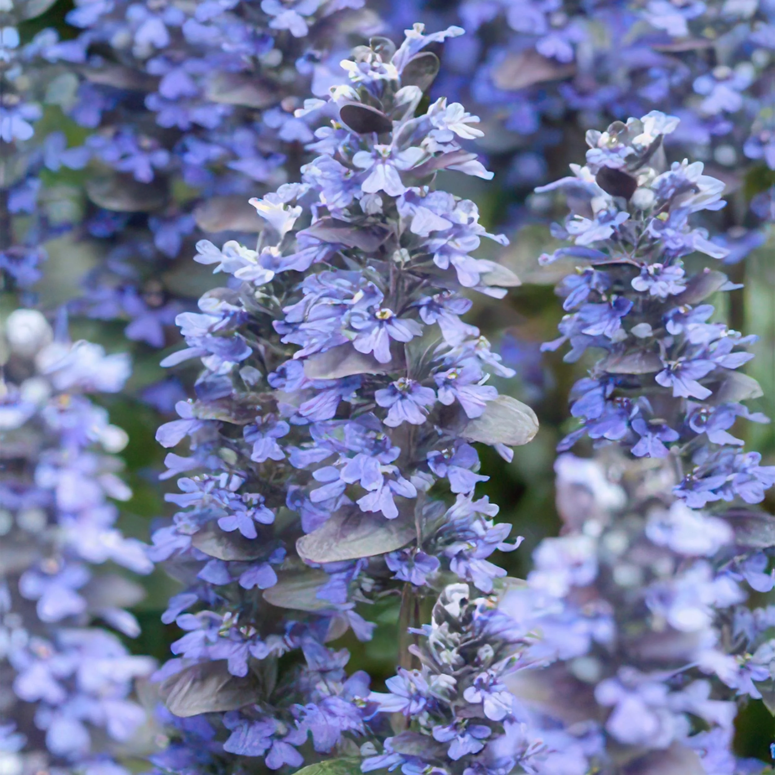 Ajuga reptans 'Burgundy Glow' im Garten