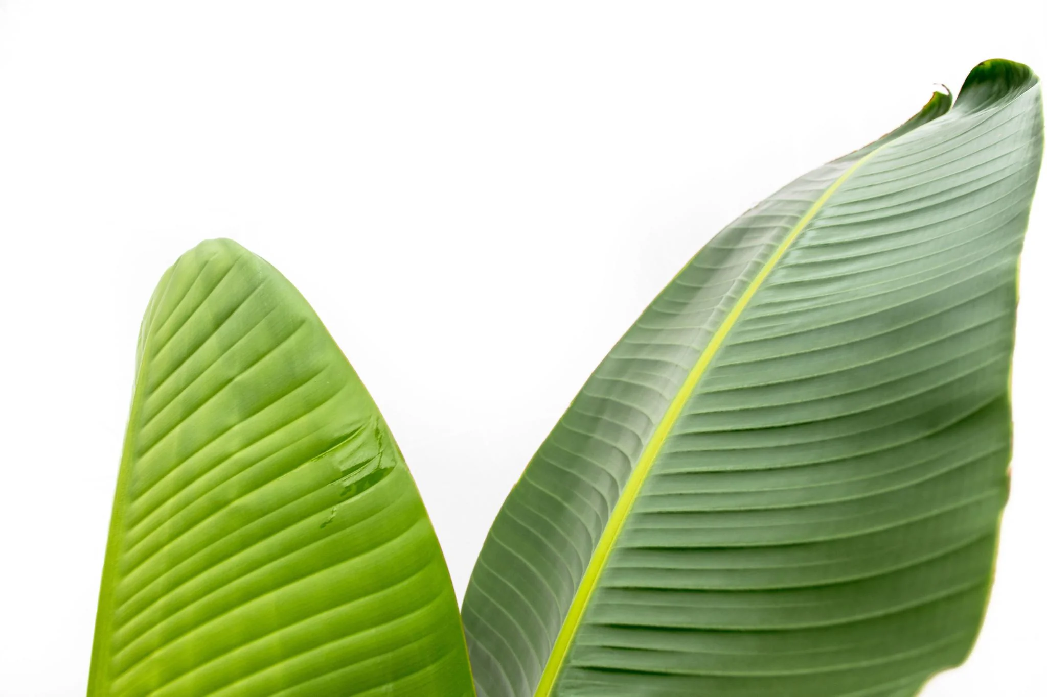 Strelitzia Augusta – Weißer Paradiesvogel