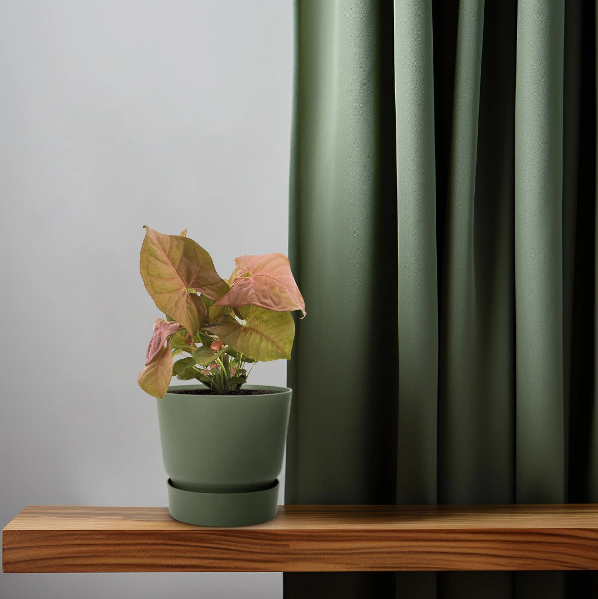 Syngonium 'Arrow' in Anwendung