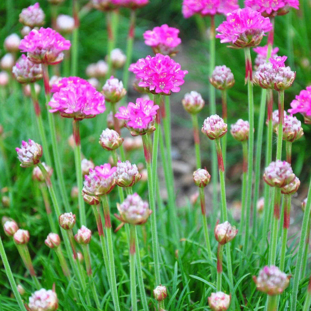 Detailaufnahme der Armeria maritima ‘Splendens’