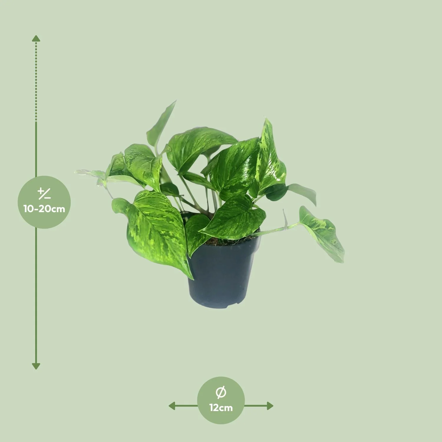 Blick auf die Blätter