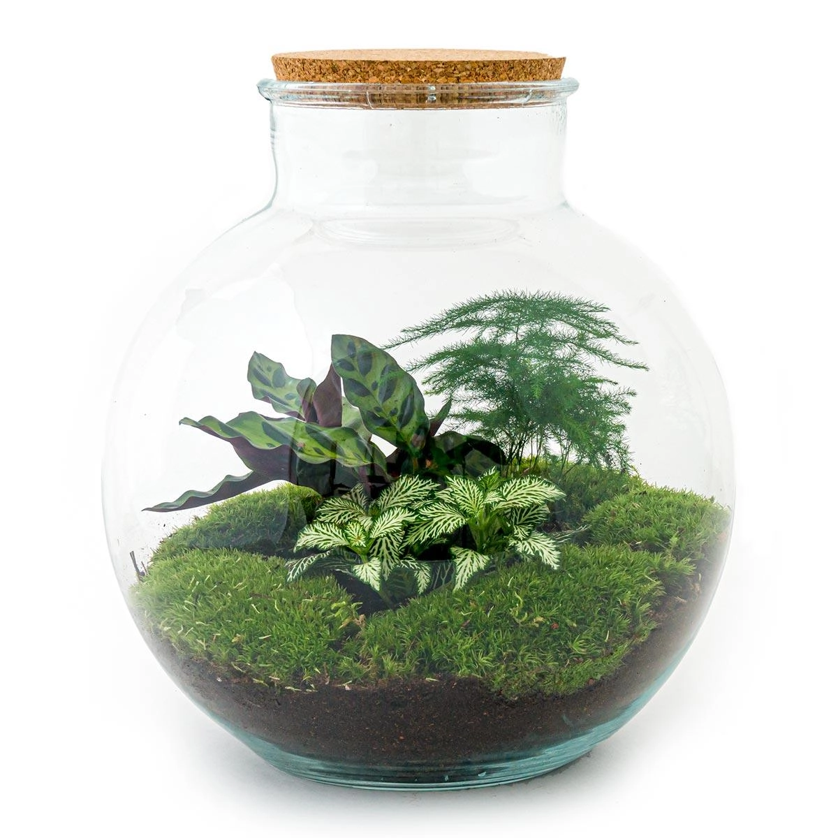 Detailansicht des Terrariums