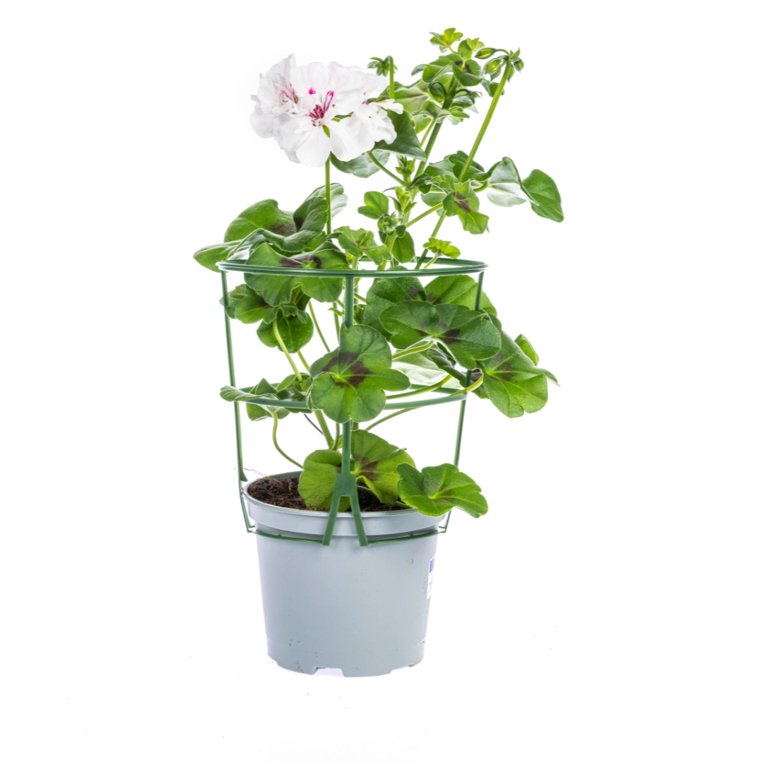 Detail: weiße Pelargonium-Blüten und glänzende Blätter in einer Ampel