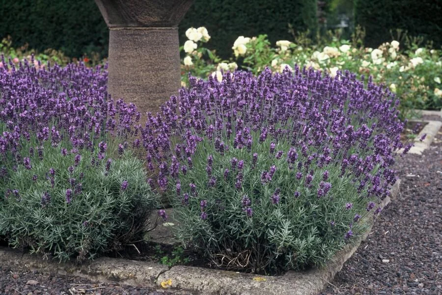 Lavandula angustifolia 'Dwarf Blue' in voller Blüte