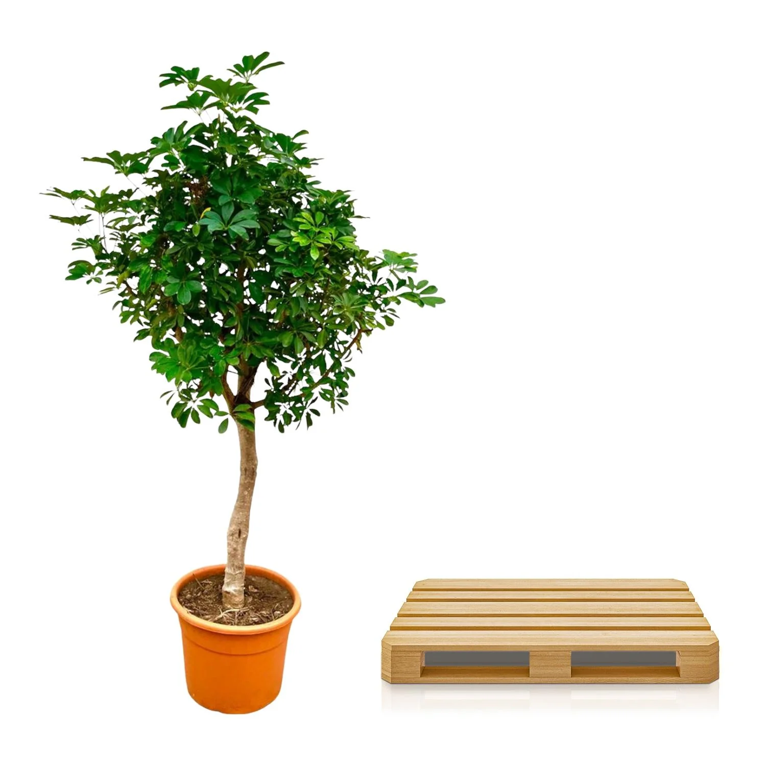 Schefflera Pflanze