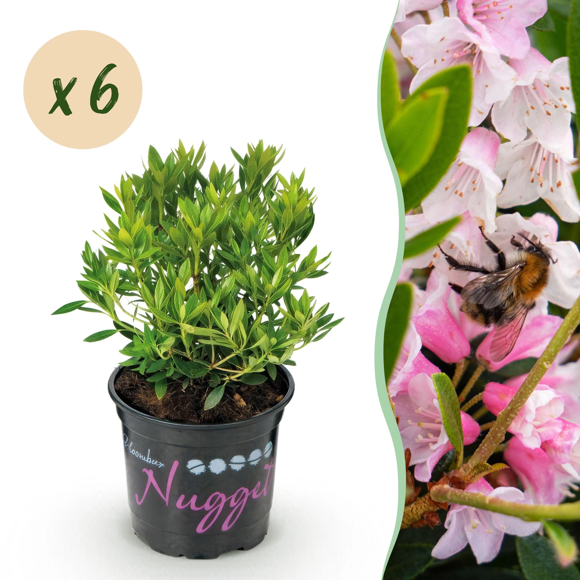 Rhododendron Bloombux: blühende Gartenpflanze mit hellrosa Blüten