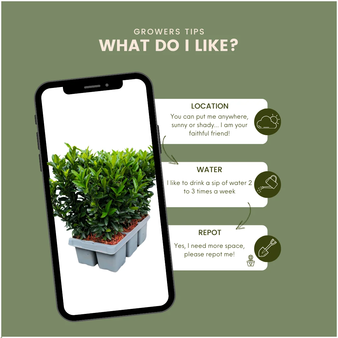 Euonymus 'Green Spire' Frontansicht